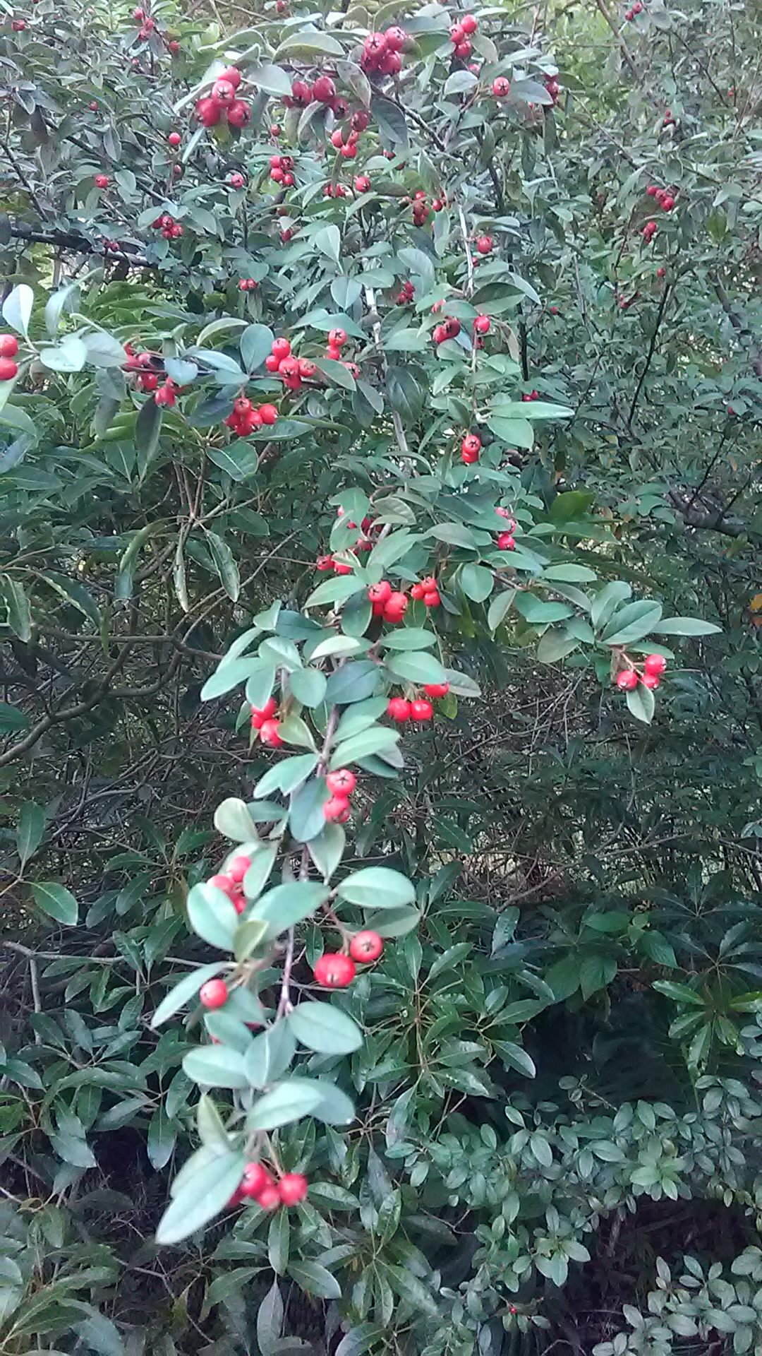 Read more about the article Cotoneaster pannosus*