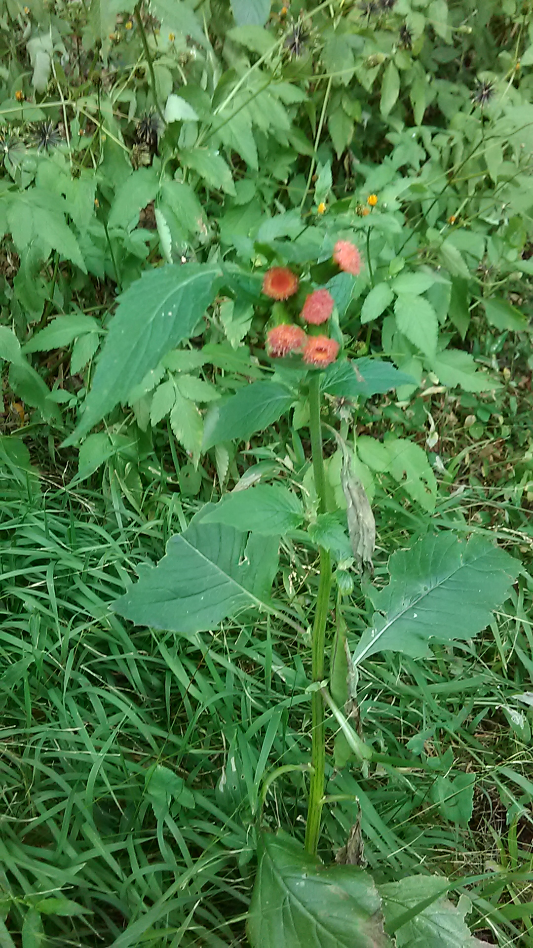 Read more about the article Crassocephalum crepidioides*