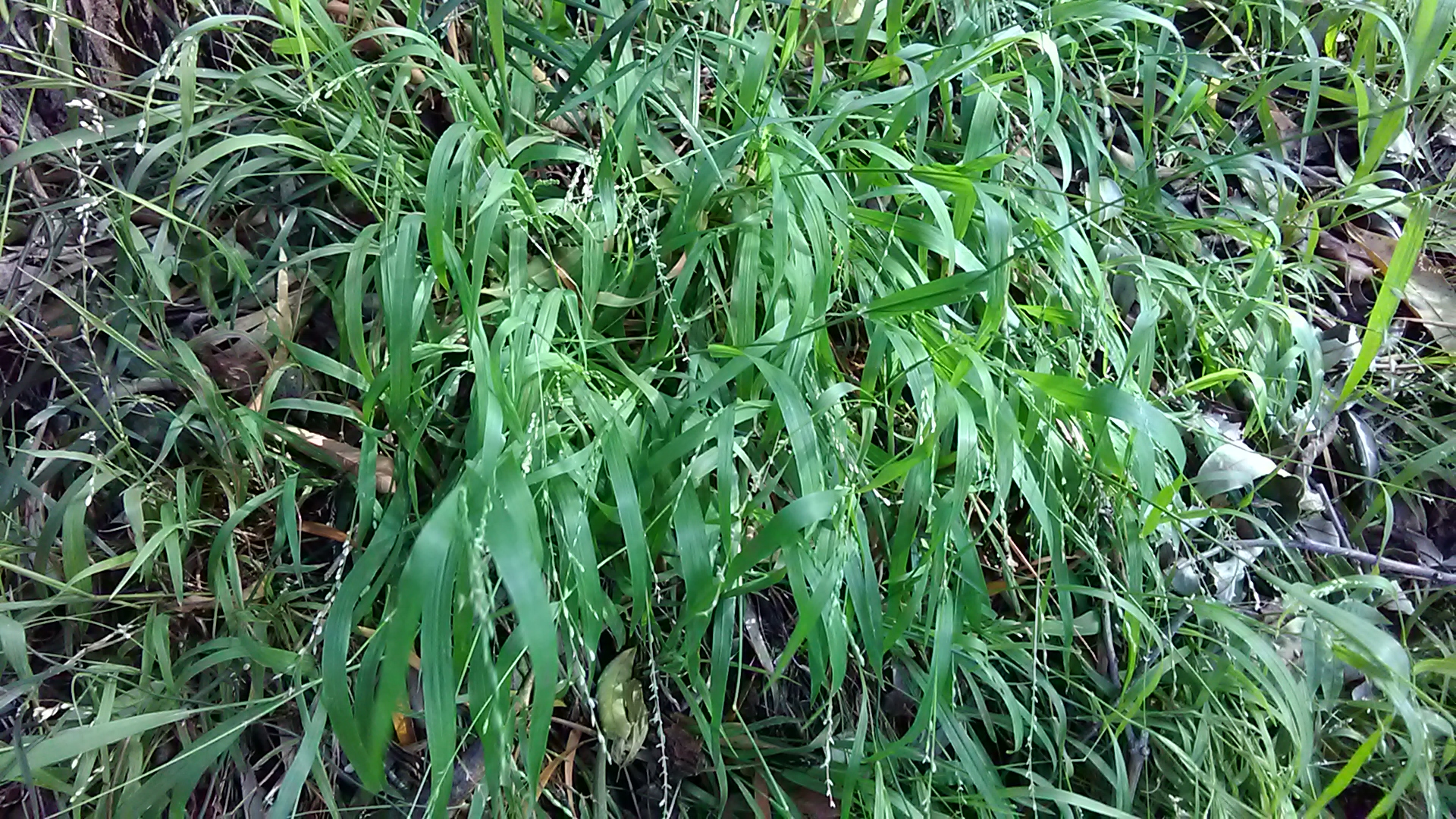 Read more about the article Ehrharta erecta*