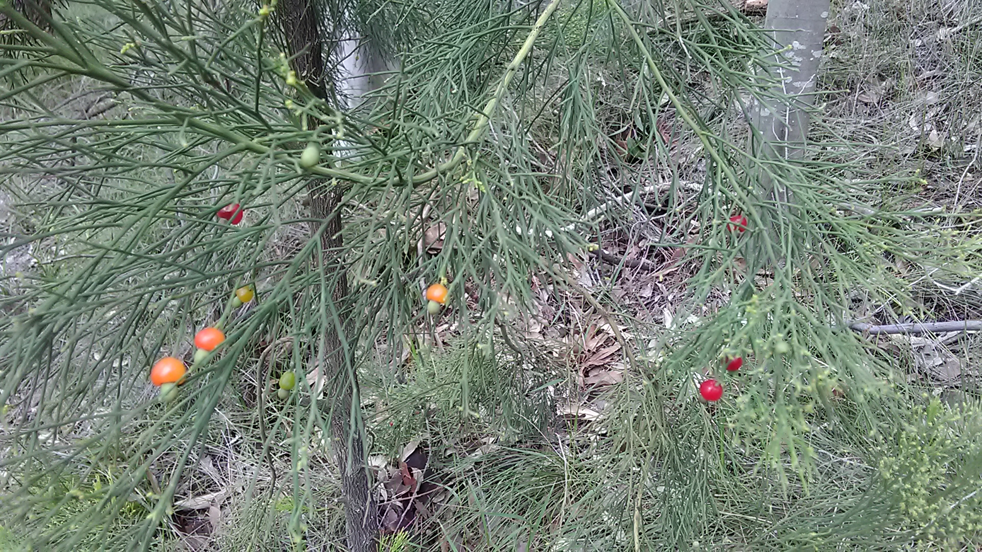 Read more about the article Exocarpos cupressiformis