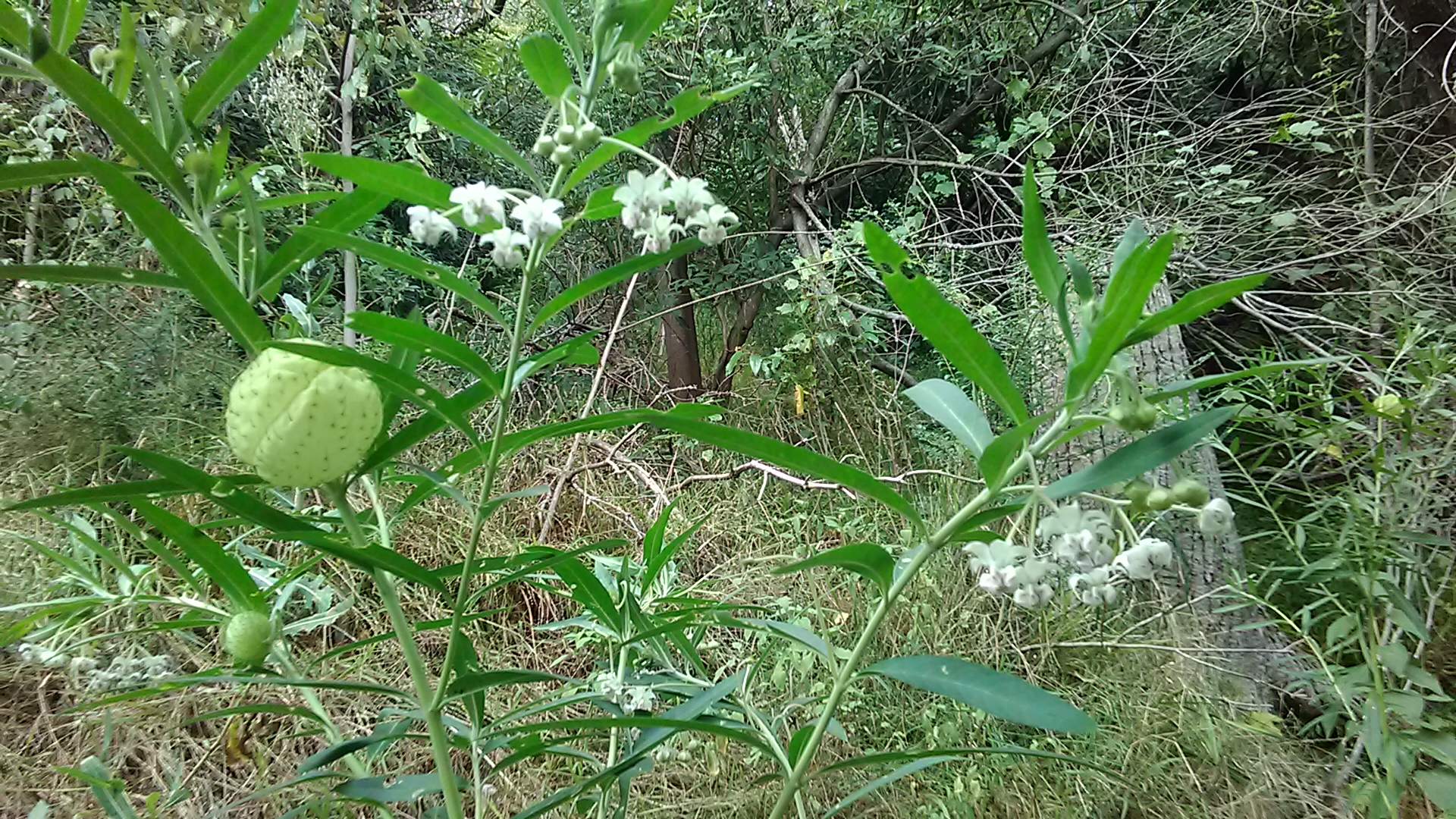 Read more about the article Gomphocarpus physocarpus*