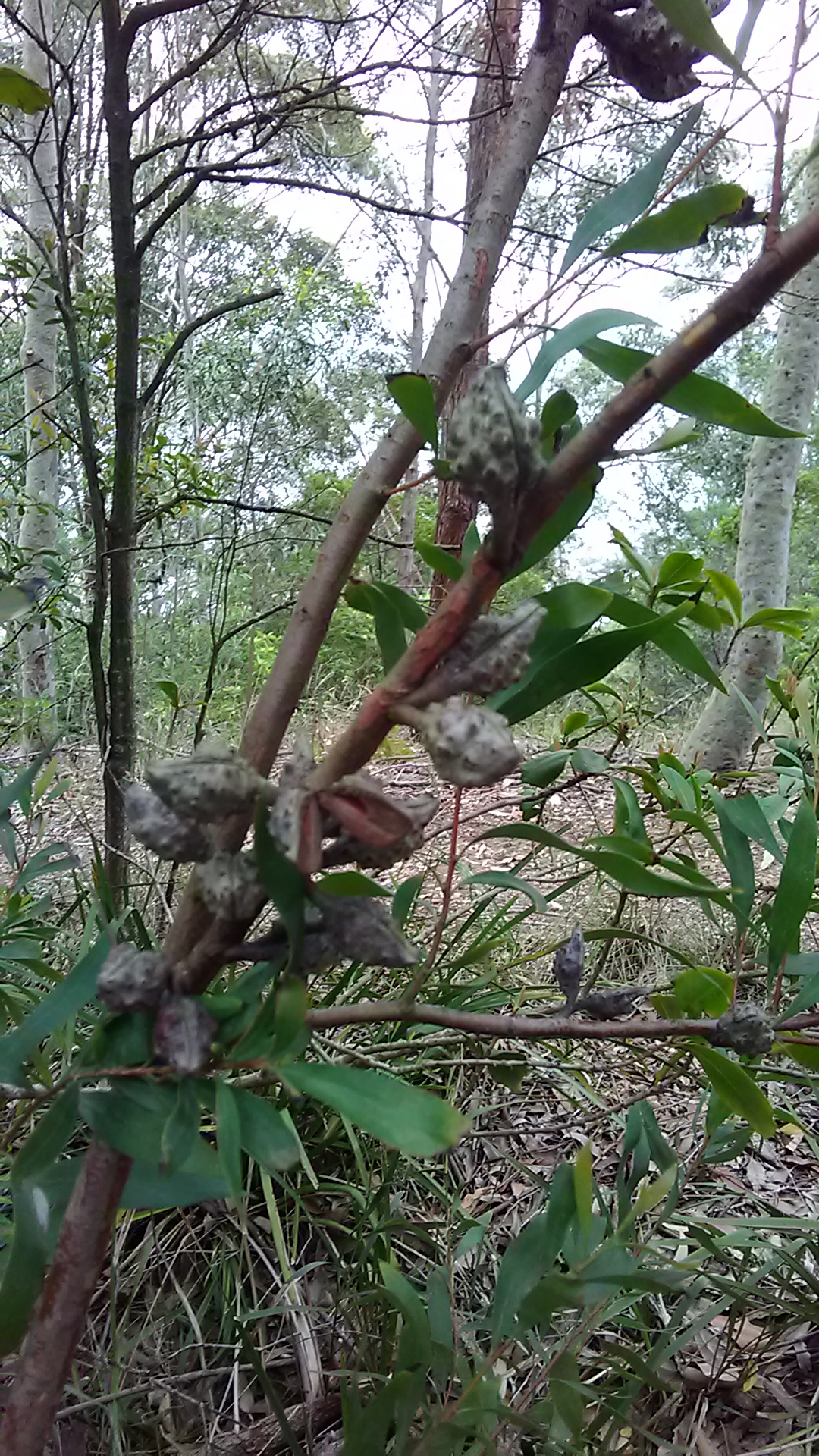 Read more about the article Hakea salicifolia