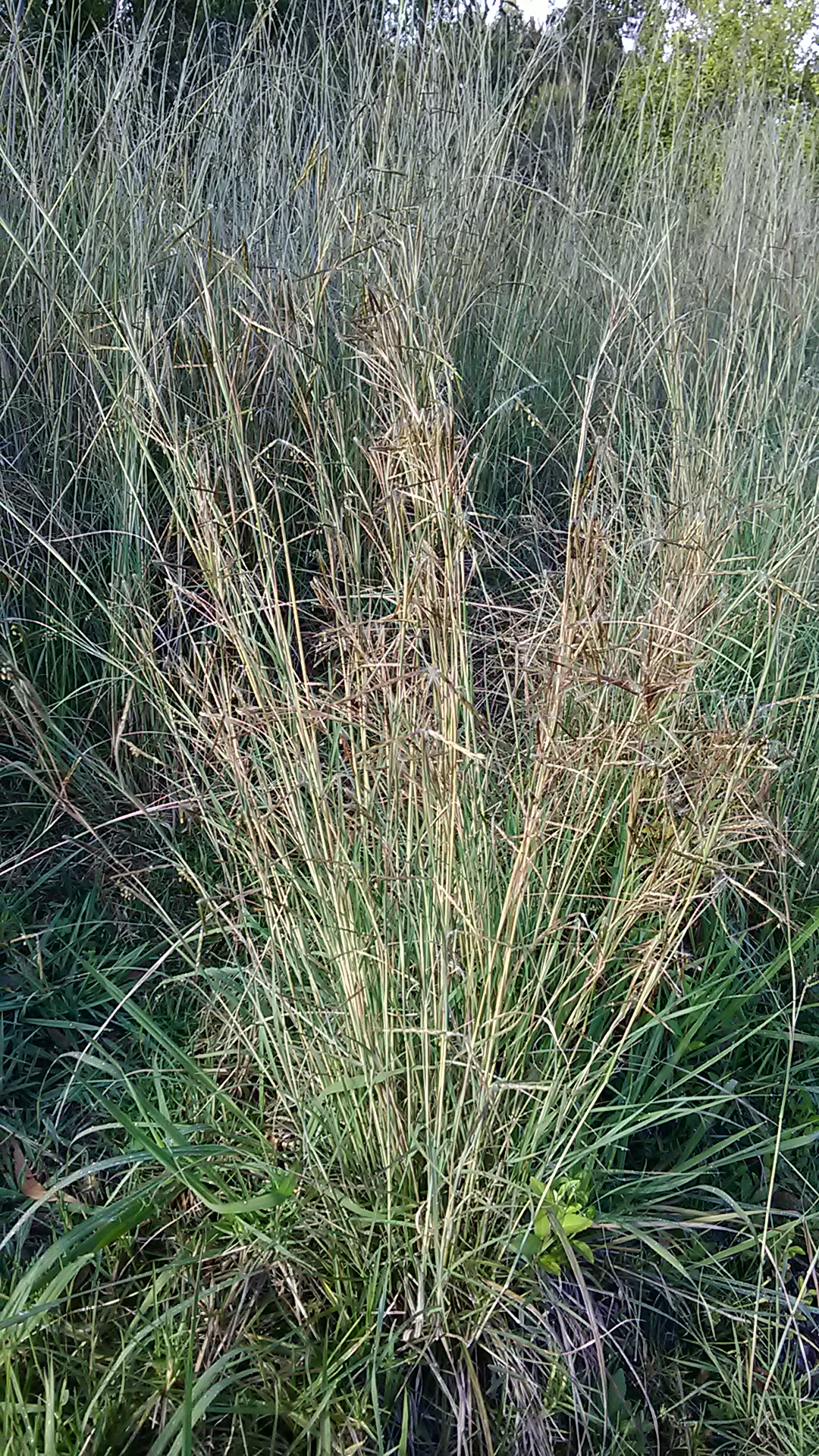 Read more about the article Hyparrhenia hirta*