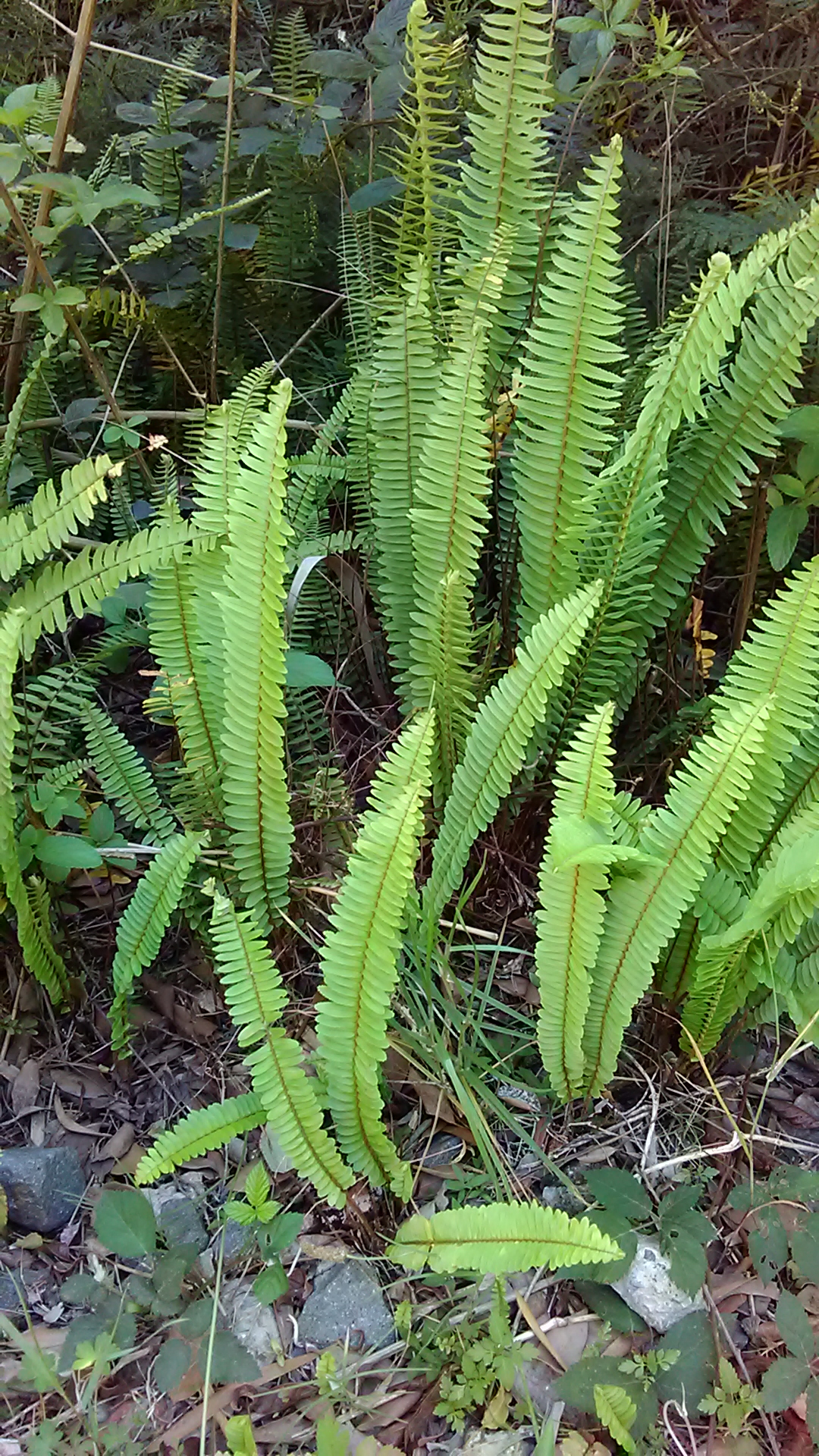 Read more about the article Nephrolepis cordifolia*
