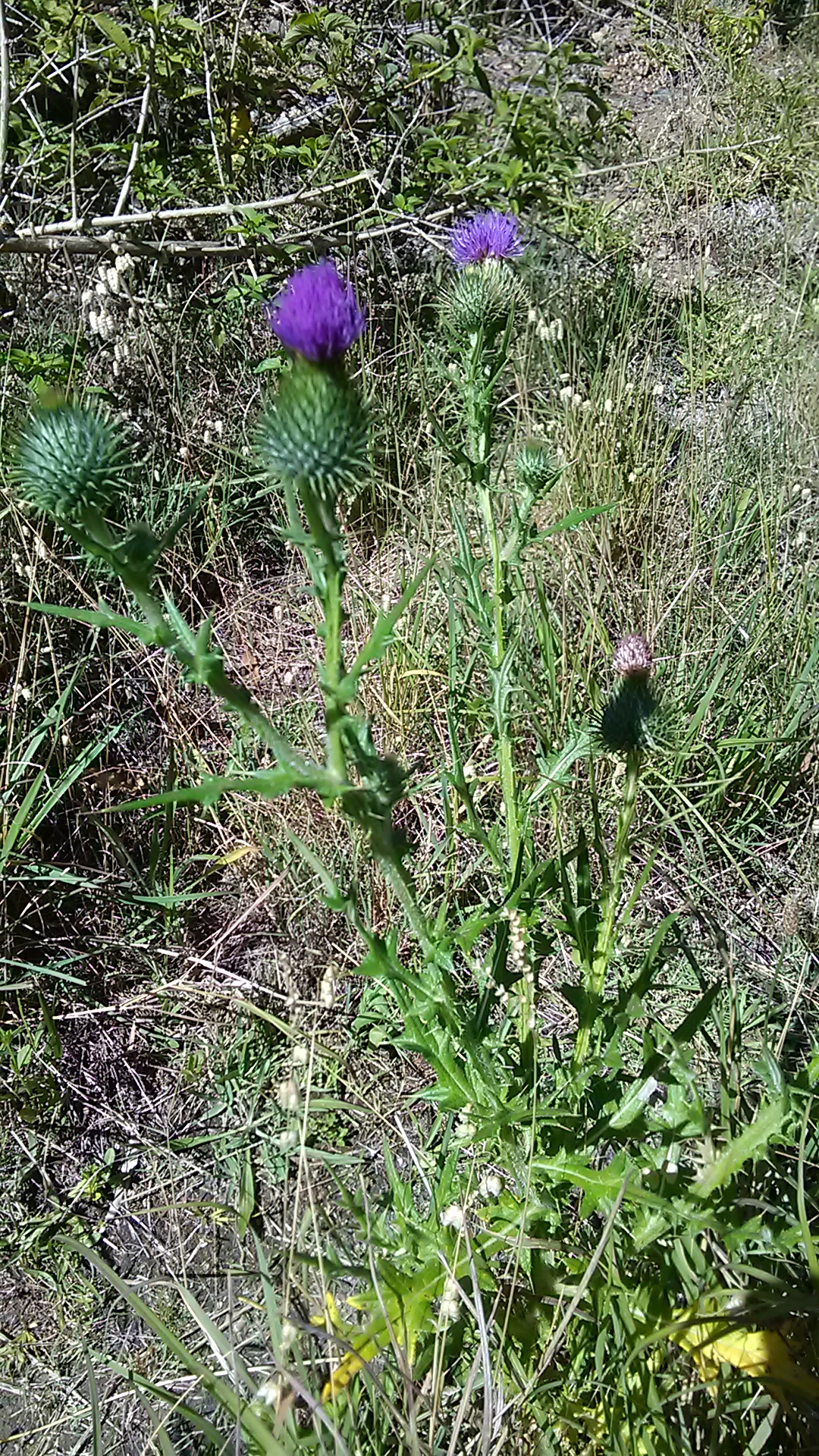 Read more about the article Cirsium vulgare*
