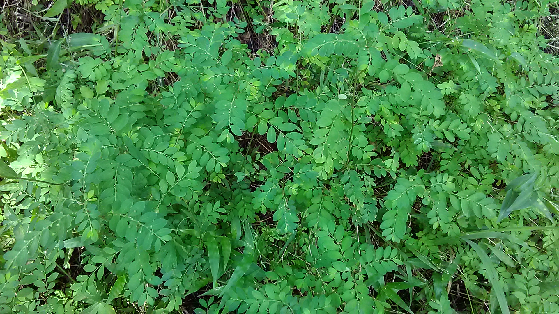 Read more about the article Phyllanthus tenellus*