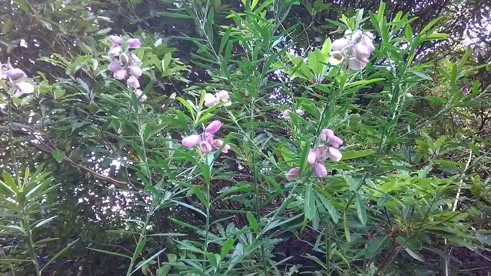 Read more about the article Polygala myrtifolia*