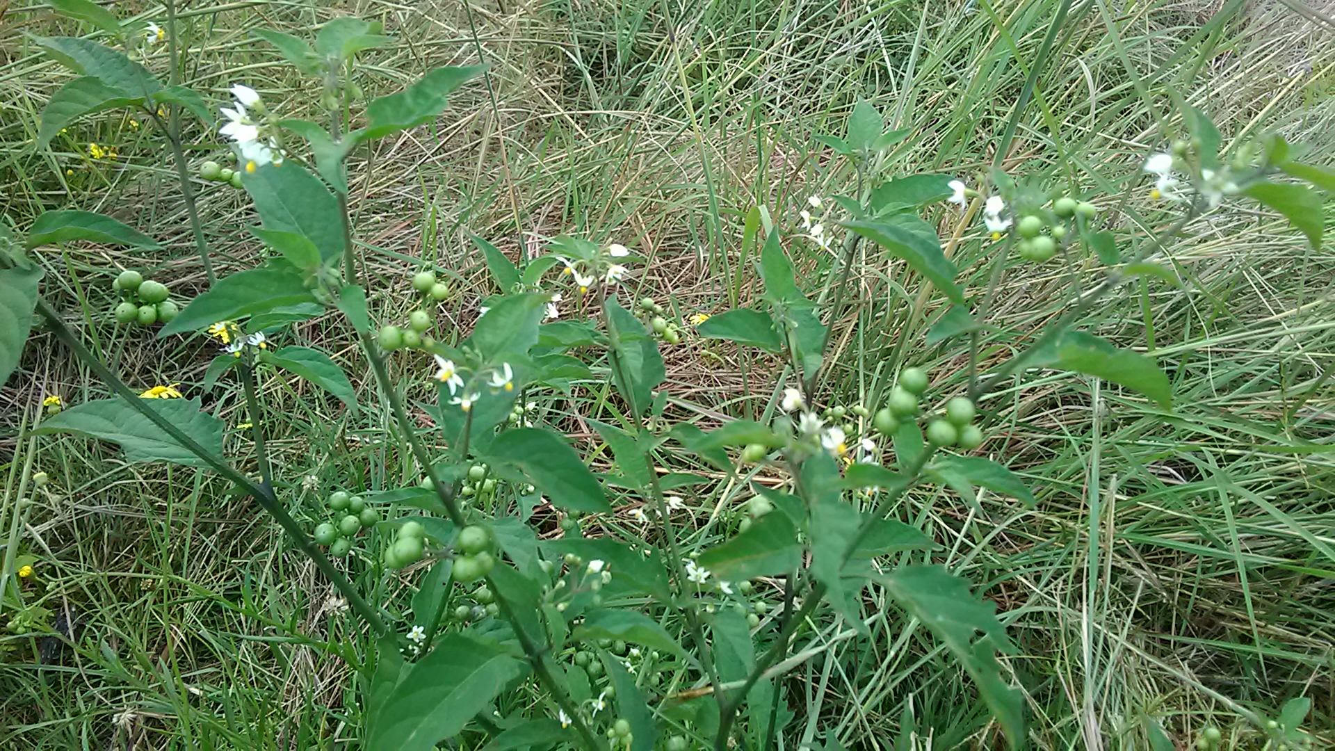 Read more about the article Solanum nigrum*