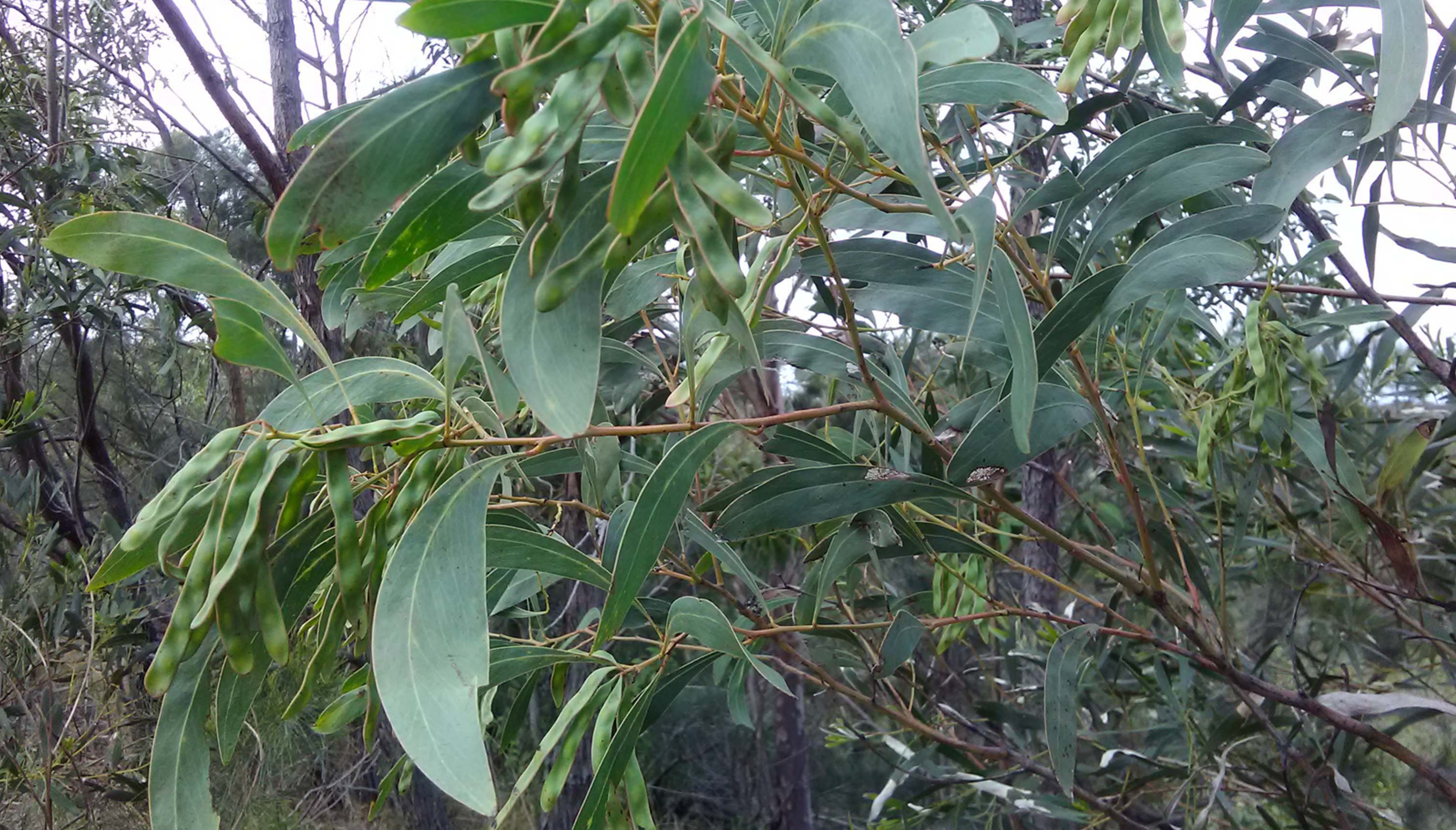 Read more about the article Acacia falcata