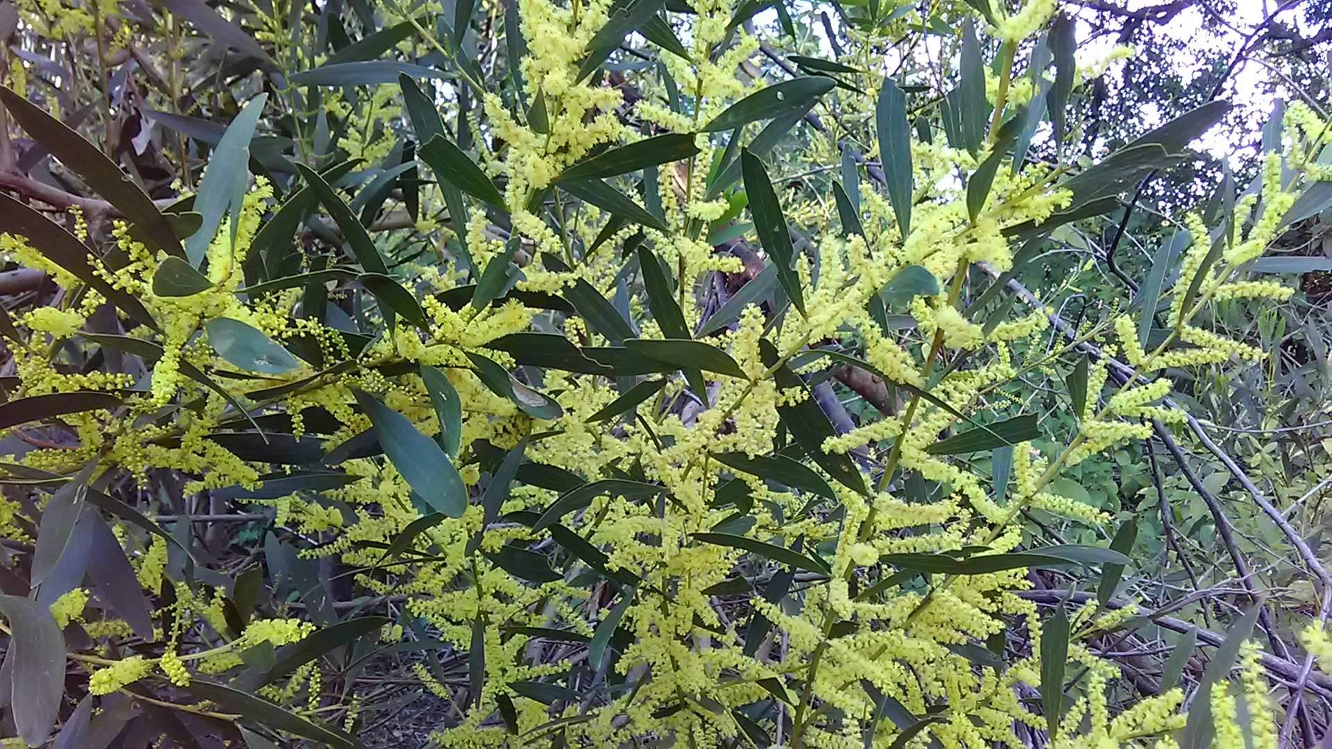 Read more about the article Acacia longifolia