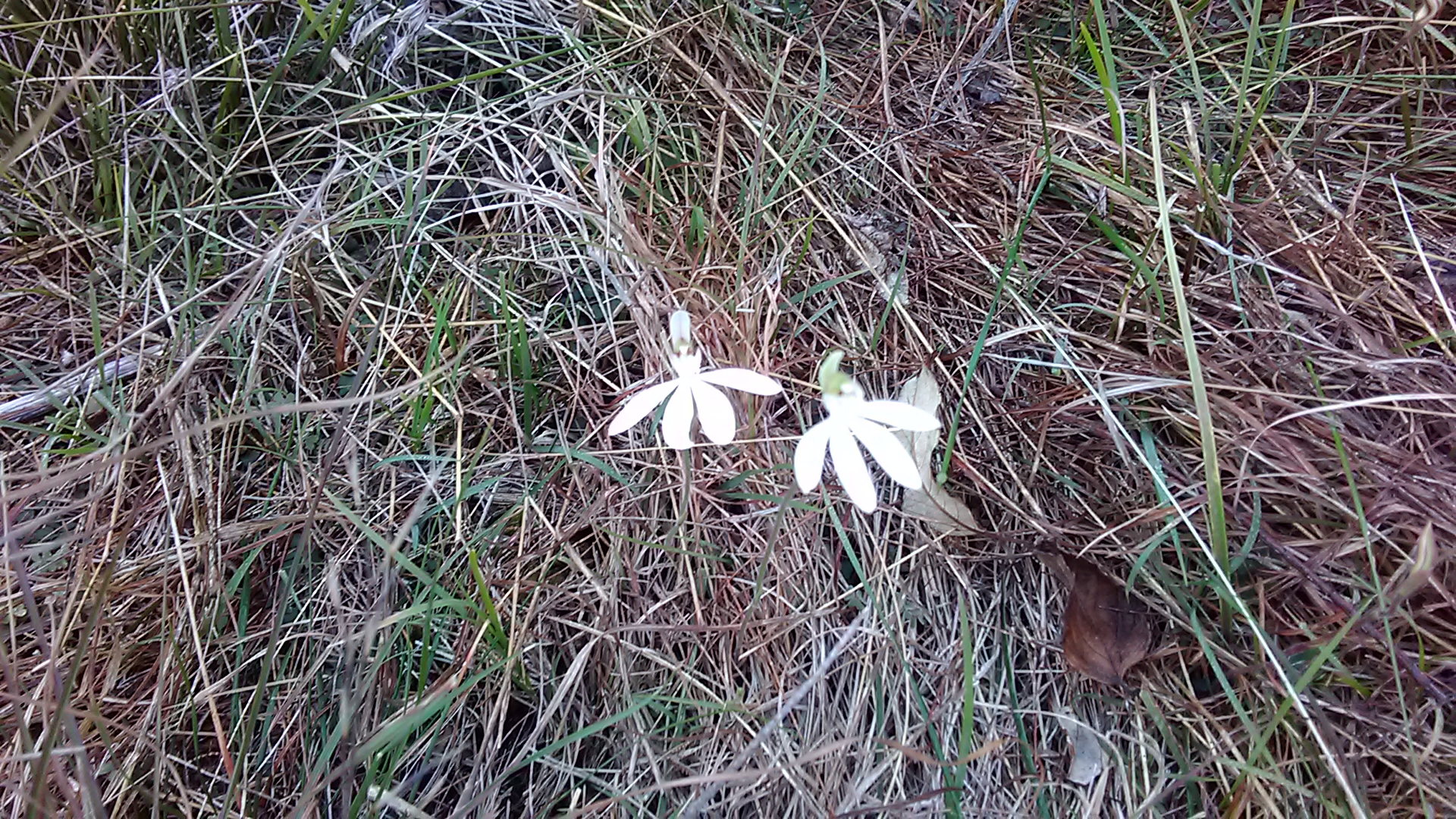 Read more about the article Caladenia catenata