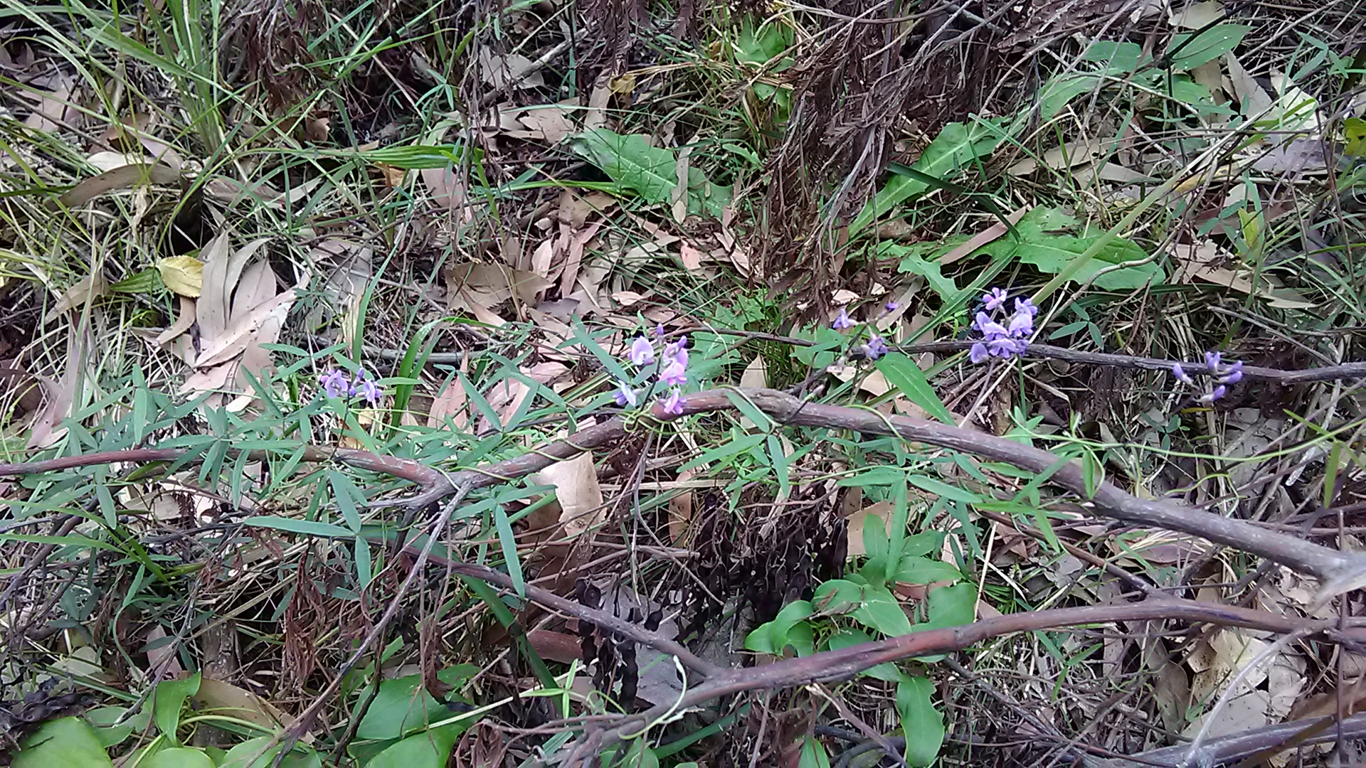 Read more about the article Glycine clandestina