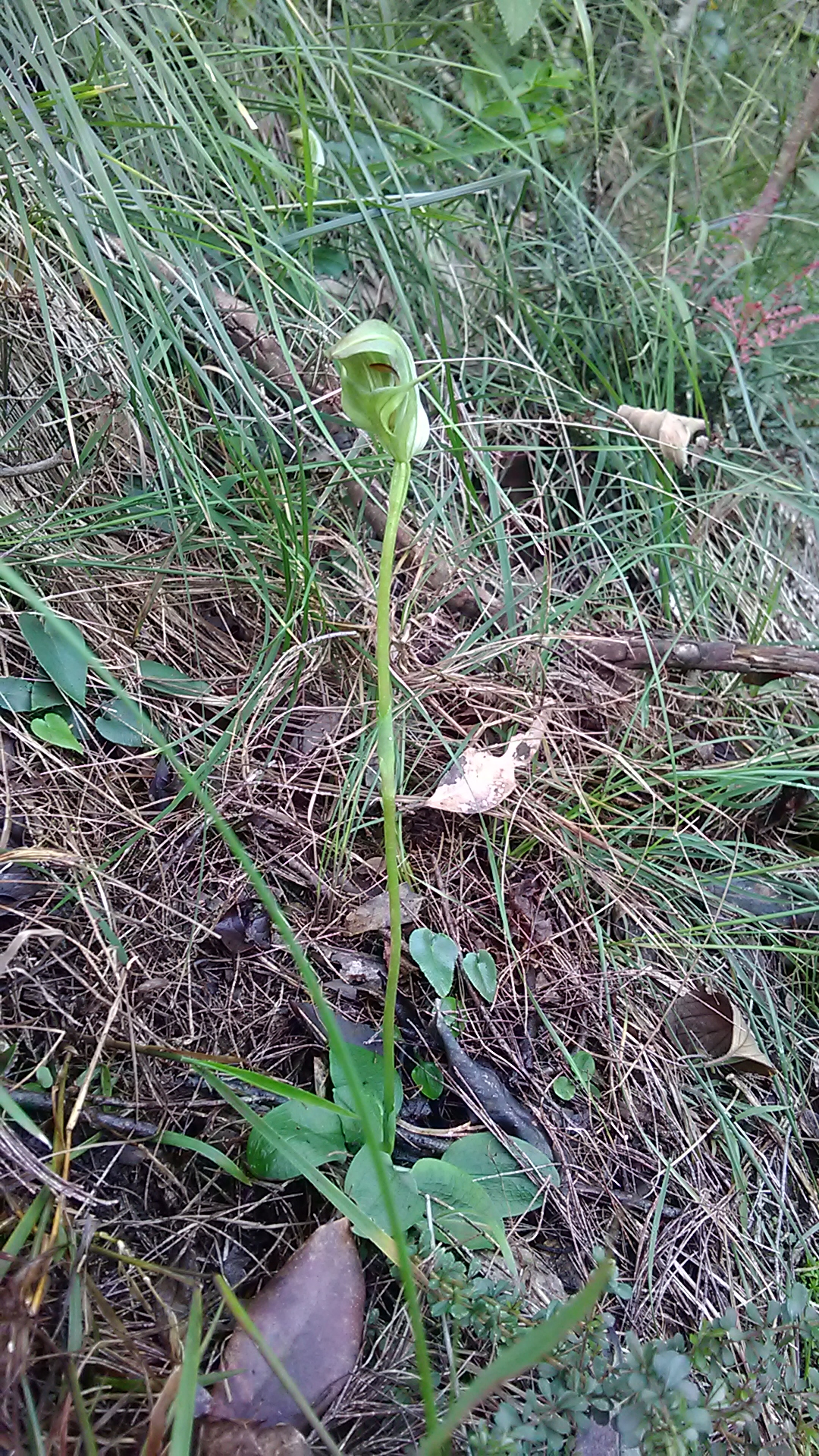 Read more about the article Pterostylis curta