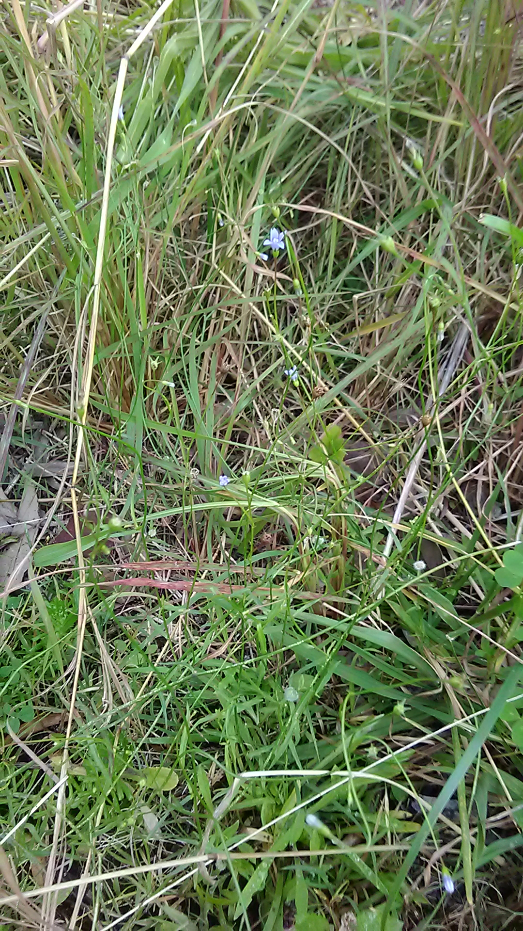 Read more about the article Wahlenbergia gracilis