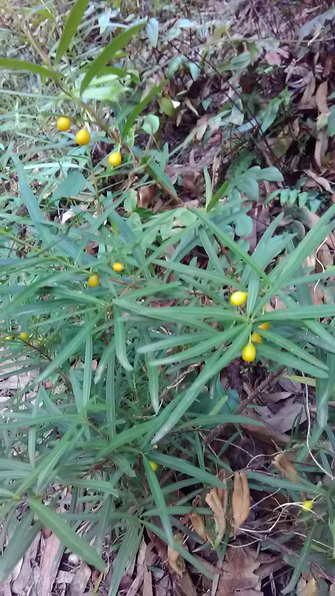 Read more about the article Denhamia silvestris