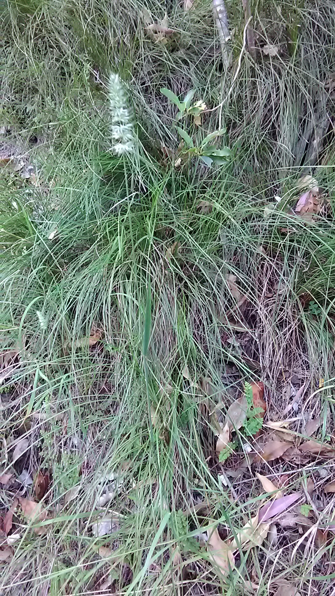 Read more about the article Echinopogon caespitosus