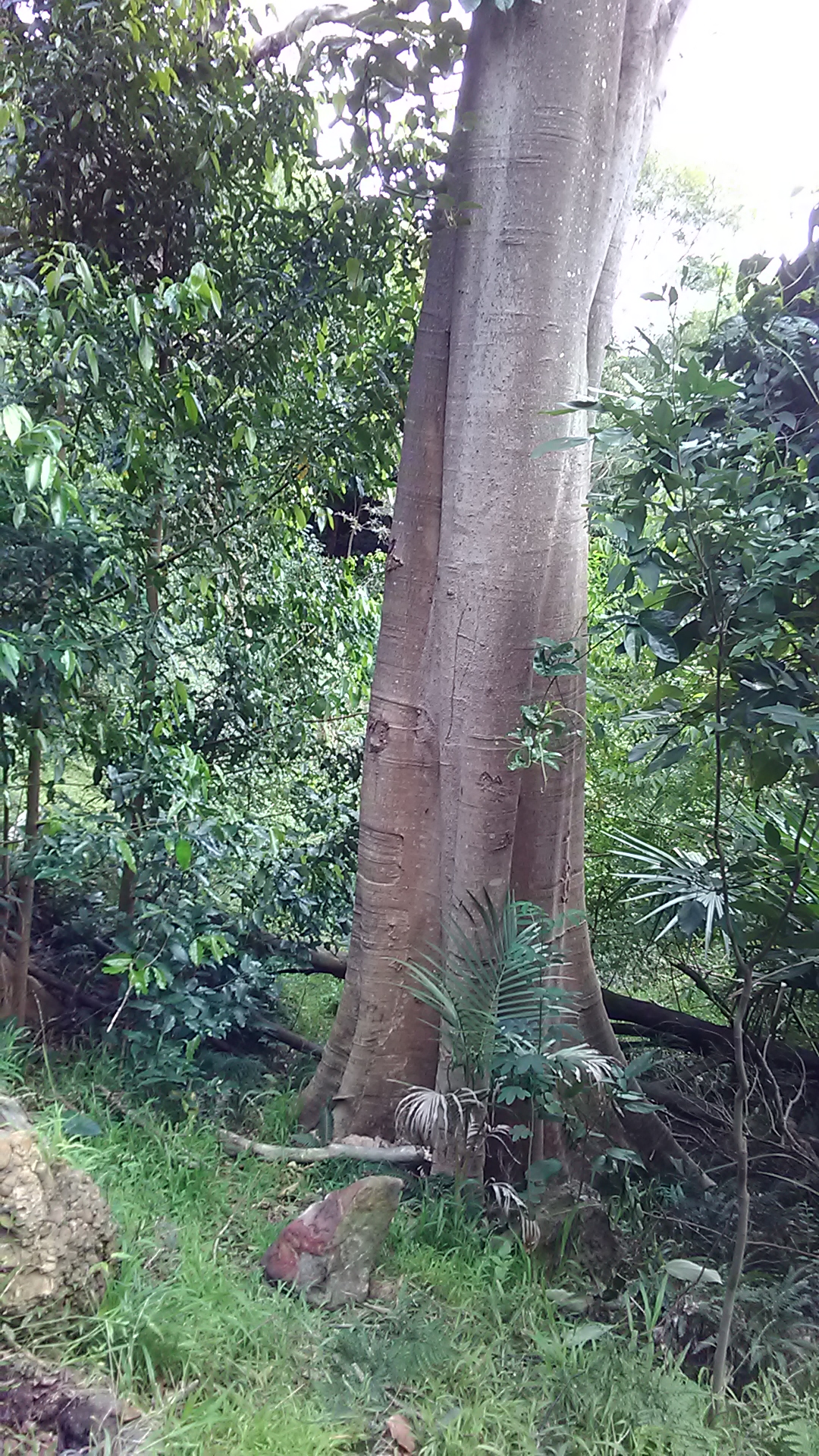 Read more about the article Elaeocarpus obovatus