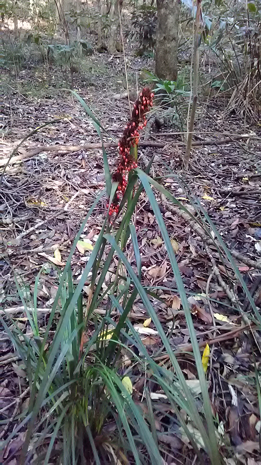 Read more about the article Gahnia aspera
