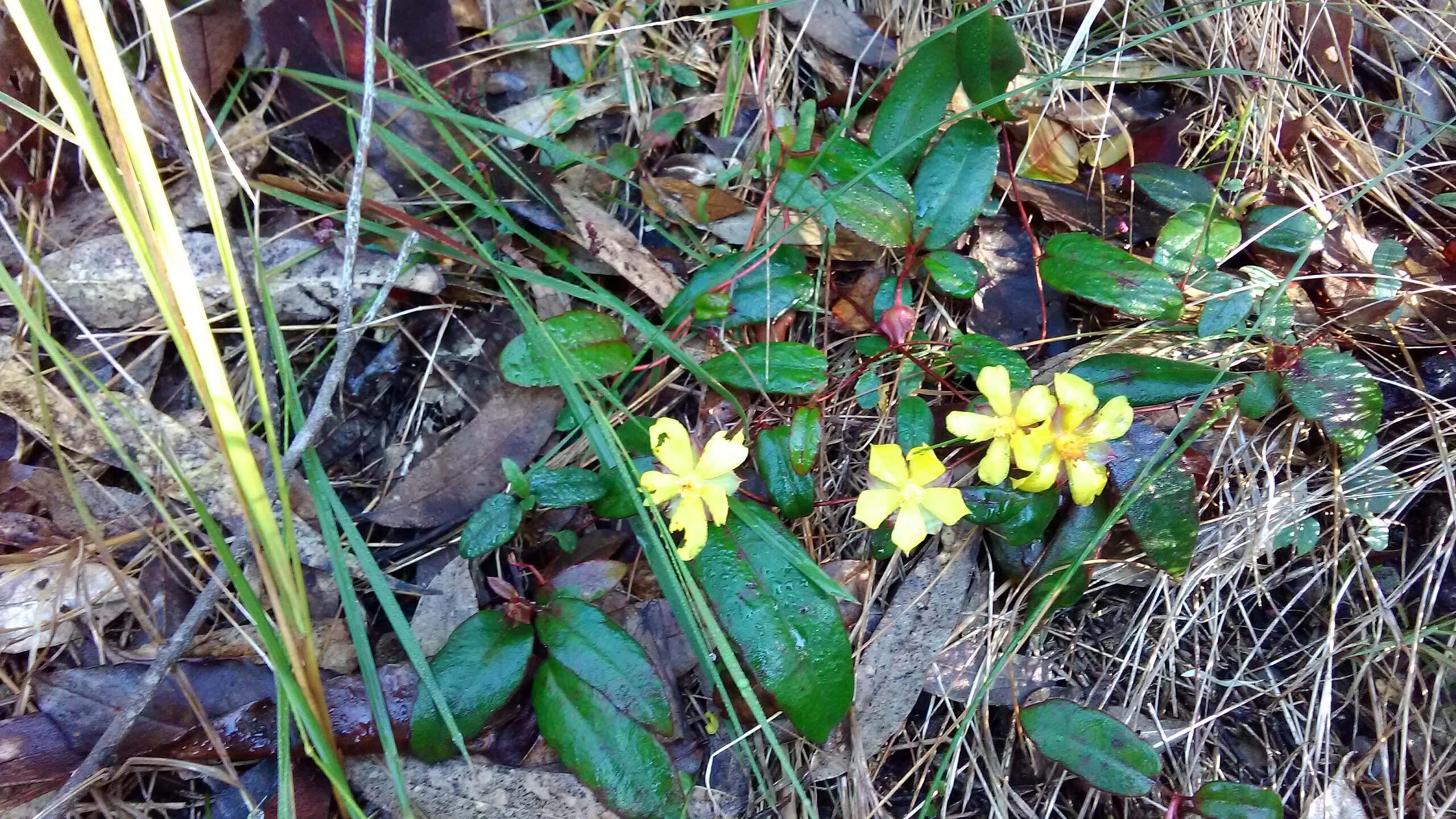 Read more about the article Hibbertia dentata