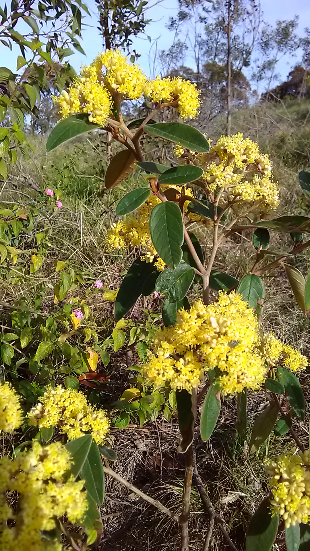 Read more about the article Pomaderris lanigera