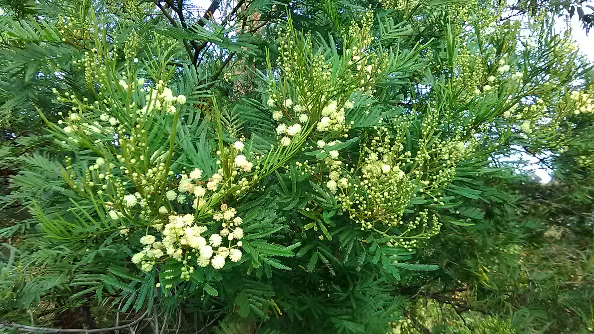 Read more about the article Acacia irrorata