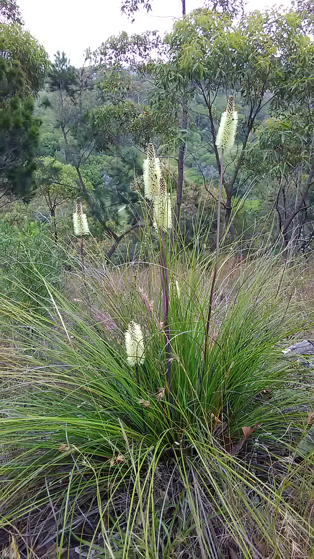 Read more about the article Xanthorrhoea macronema