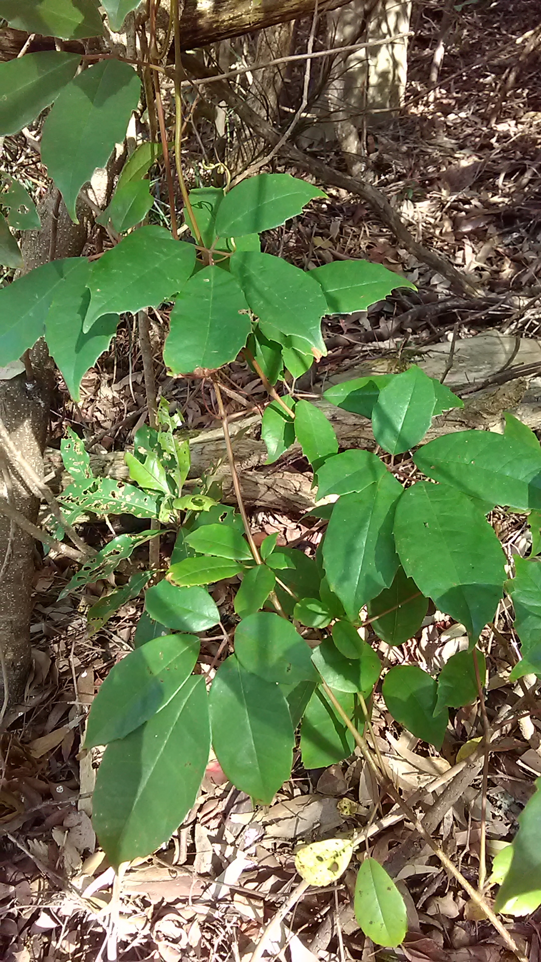 Read more about the article Cissus hypoglauca