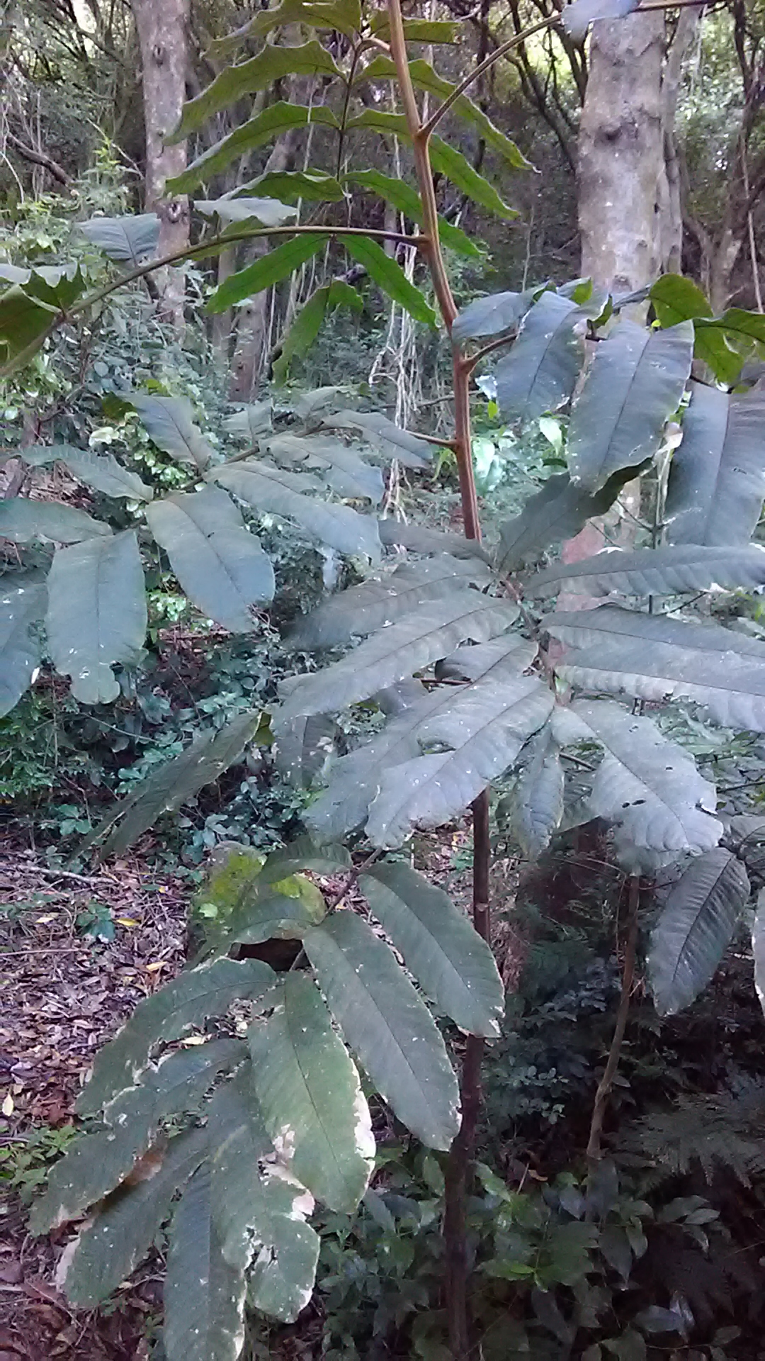 Read more about the article Diploglottis australis