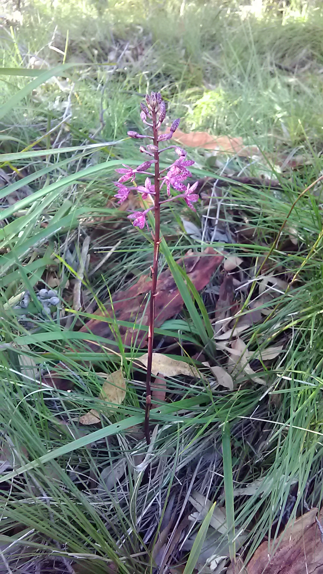 Read more about the article Dipodium punctatum