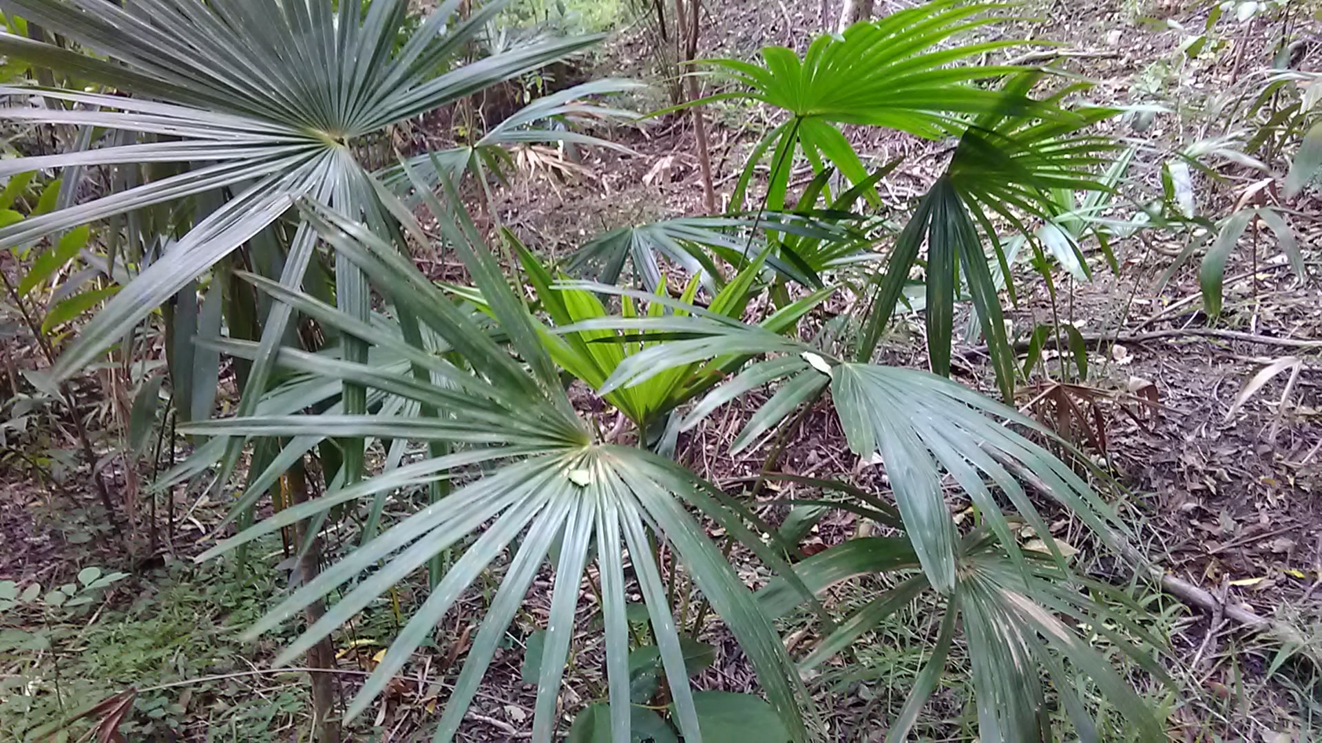 Read more about the article Livistona australis