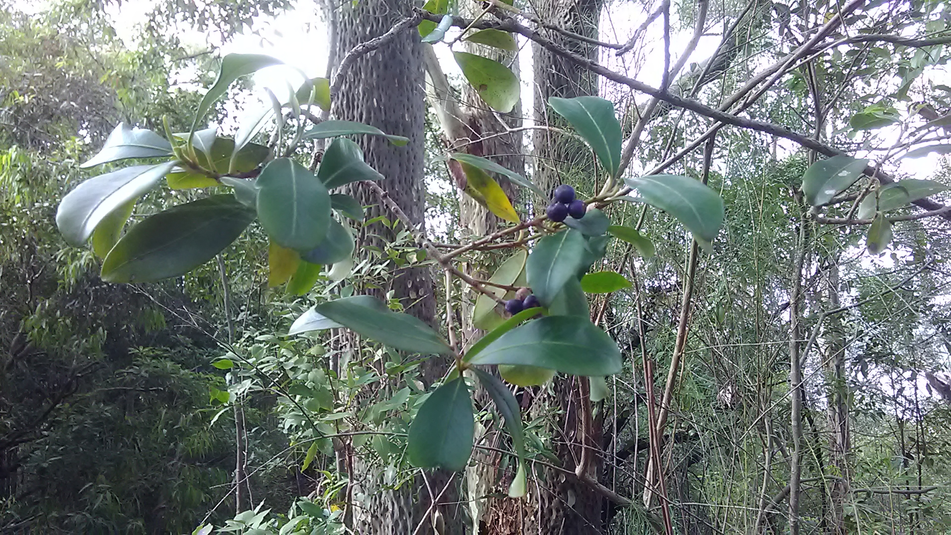 Read more about the article Myrsine variabilis