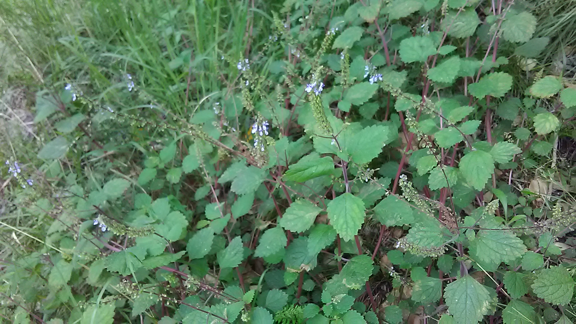 Read more about the article Plectranthus parviflorus