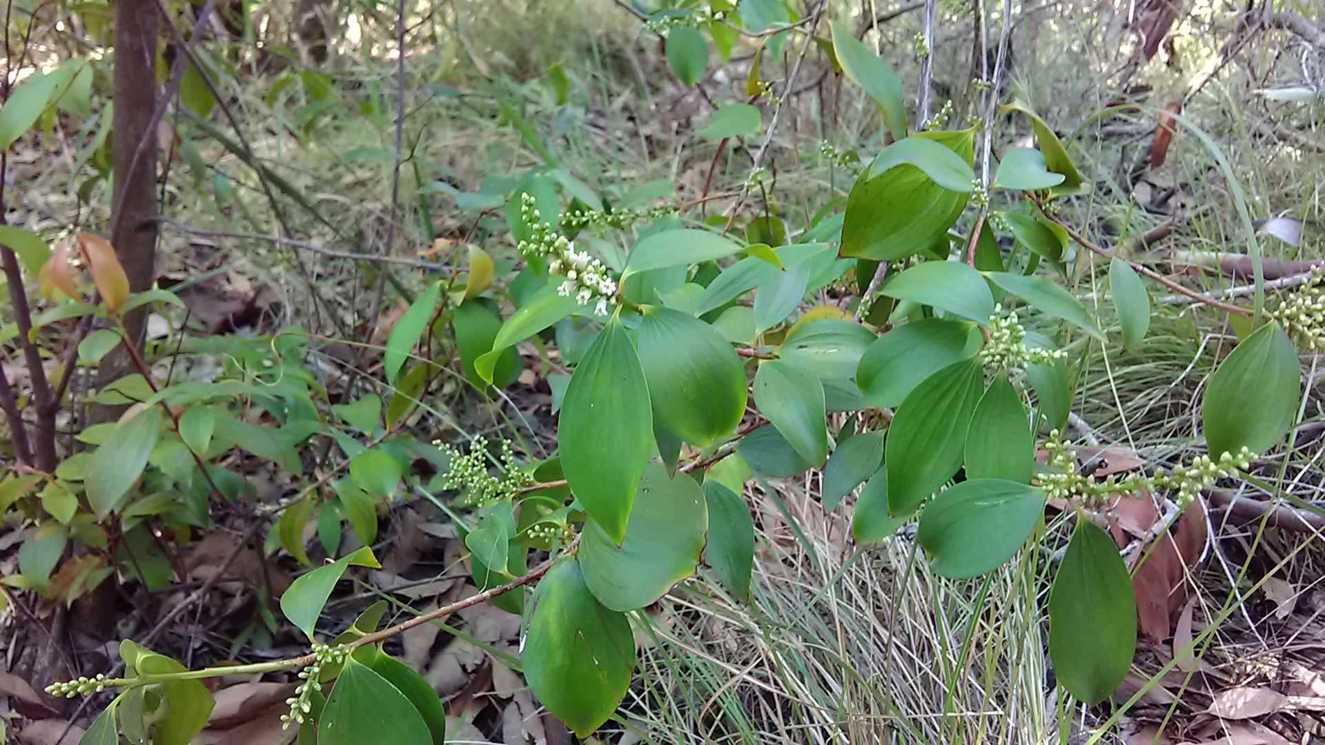Read more about the article Trochocarpa laurina