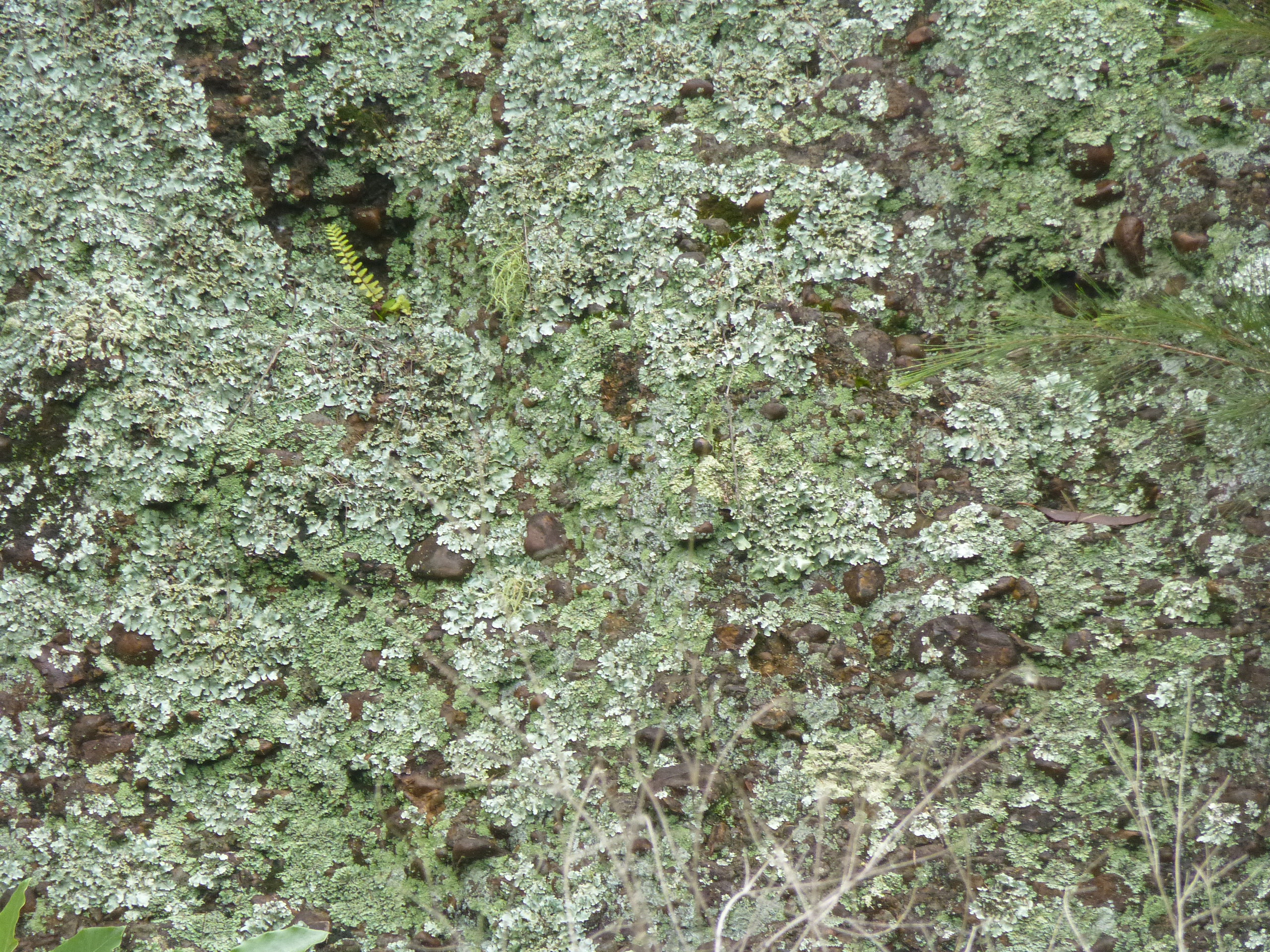 Read more about the article Lichen (family Parmeliaceae)