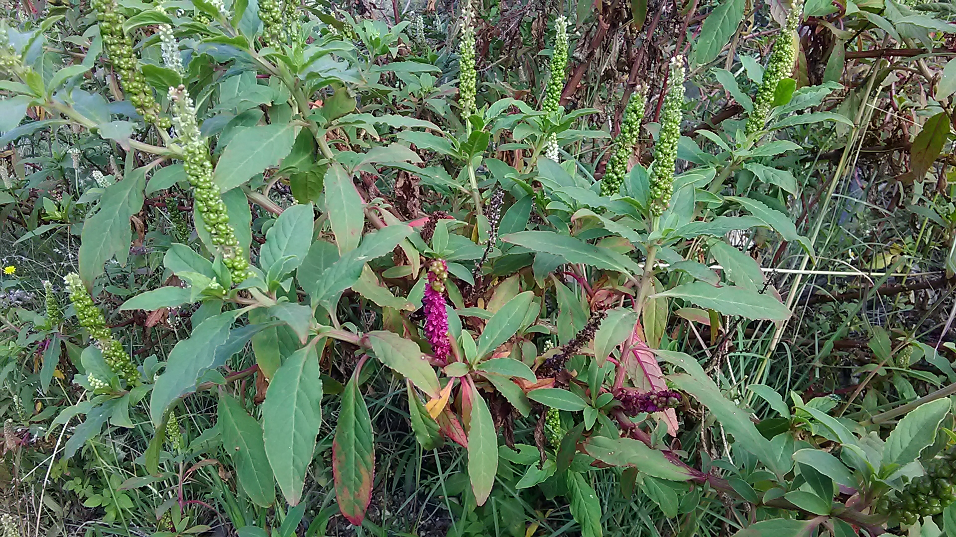 Read more about the article Amaranthus retroflexus*