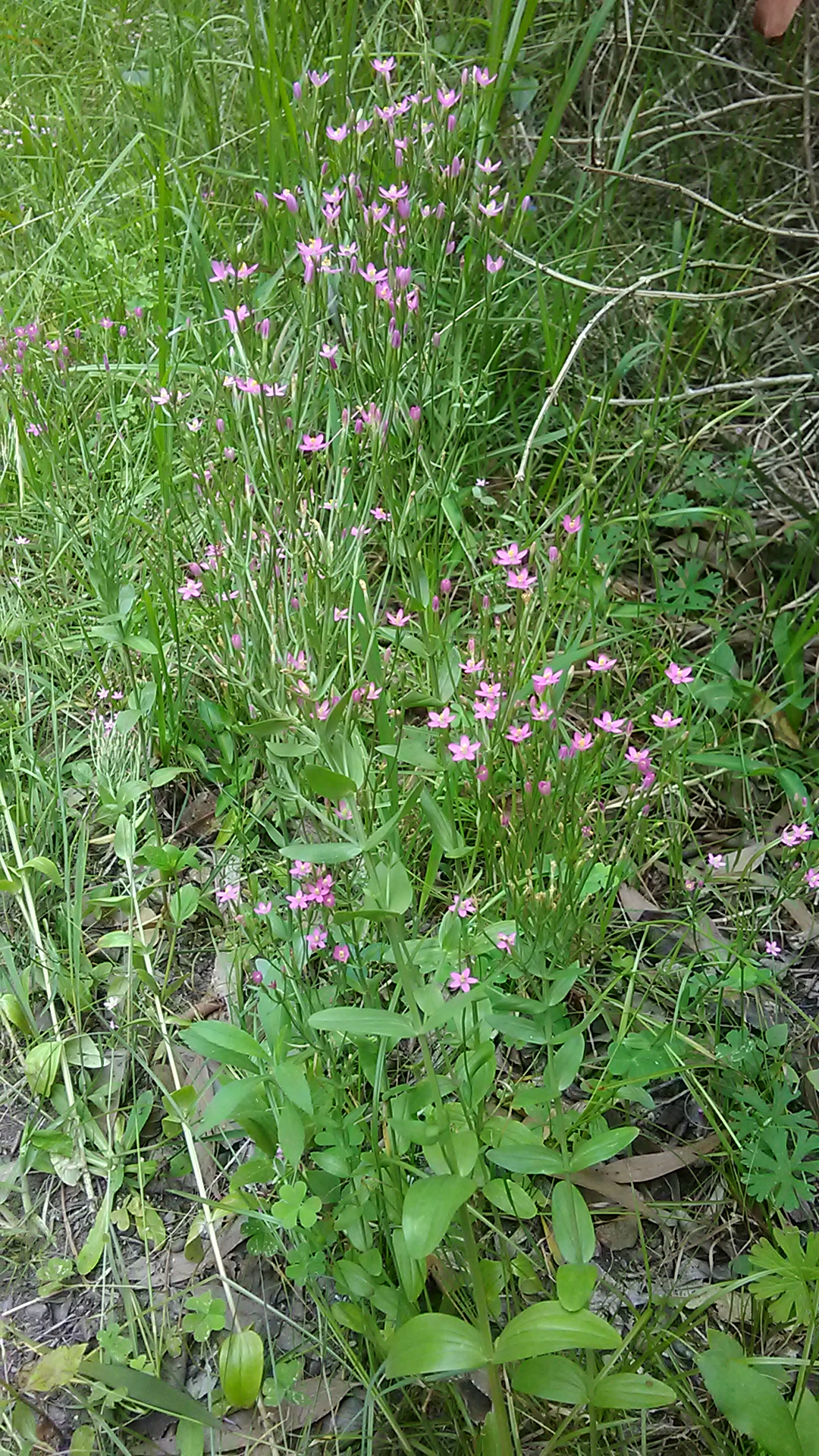 Read more about the article Centaurium erythraea*