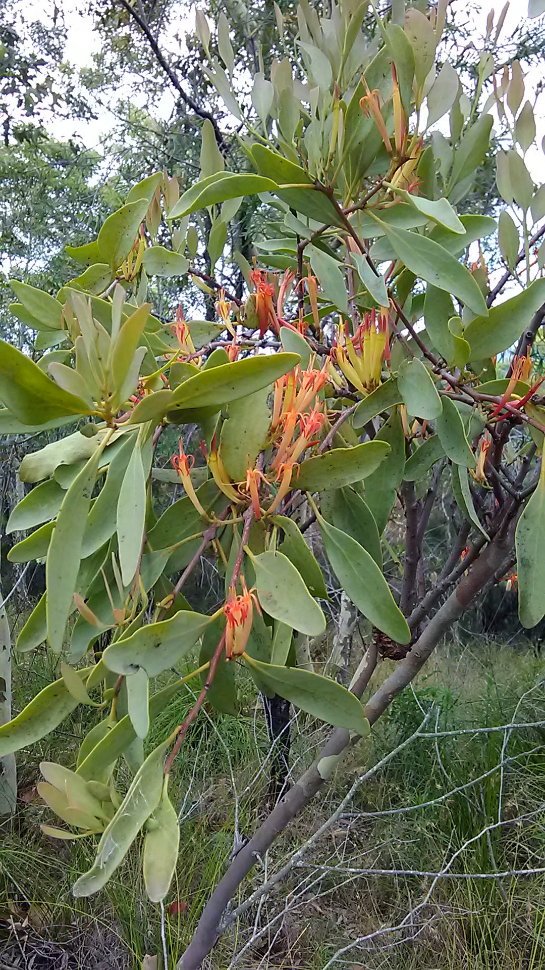Read more about the article Dendrophthoe vitellina