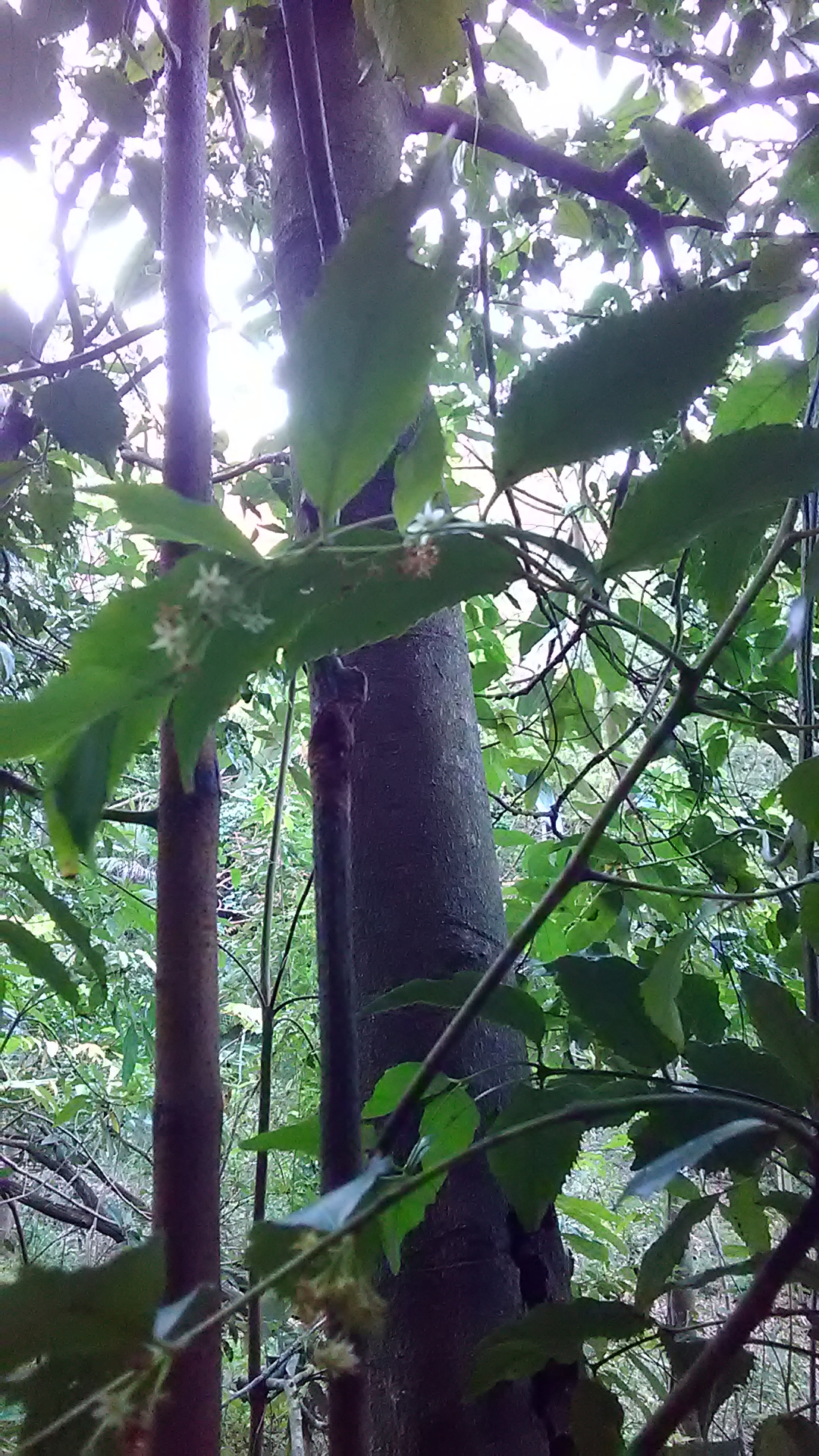 Read more about the article Doryphora sassafras