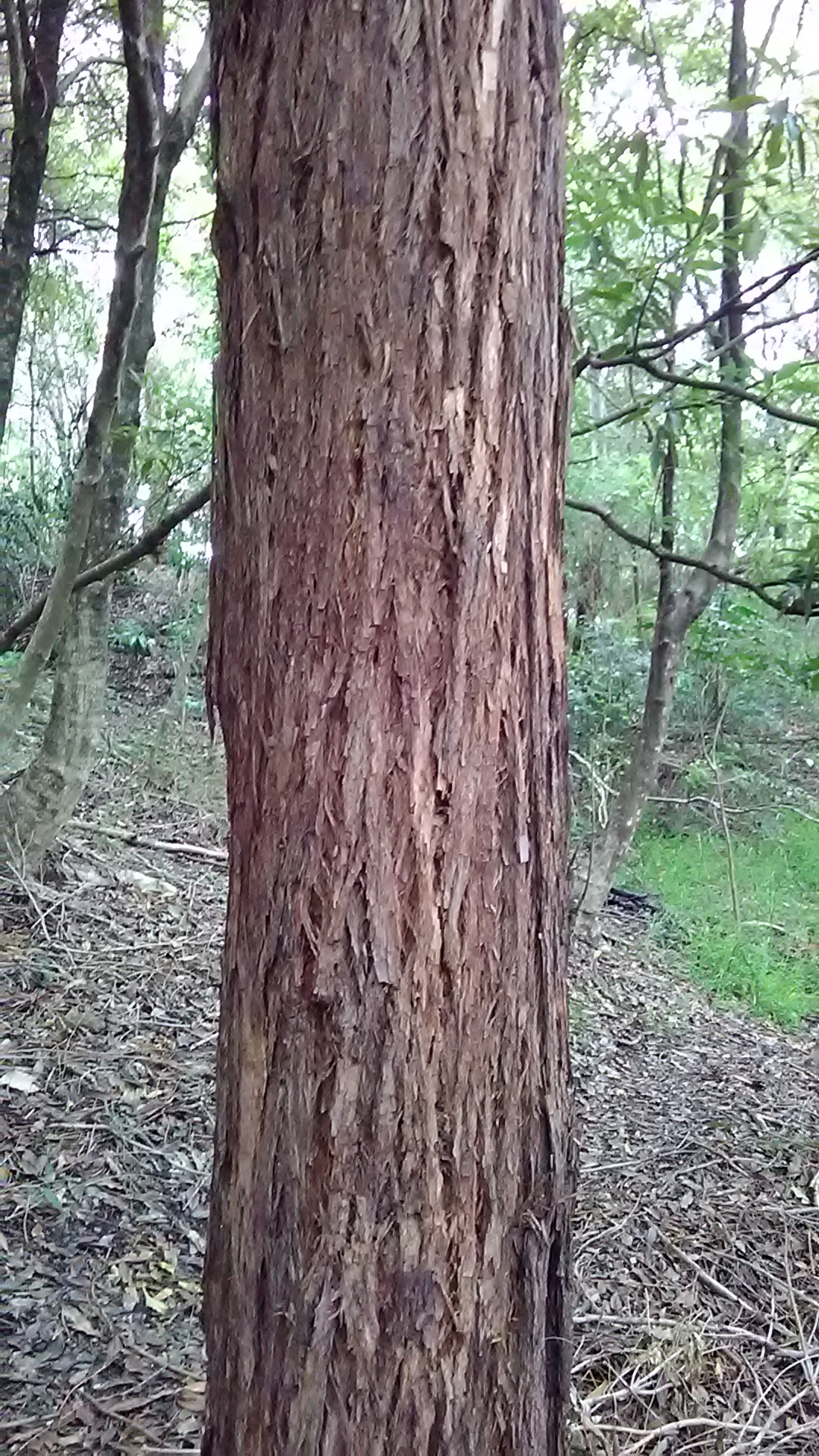 Read more about the article Eucalyptus microcorys
