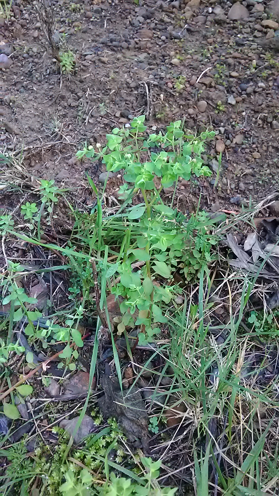 Read more about the article Euphorbia peplus*