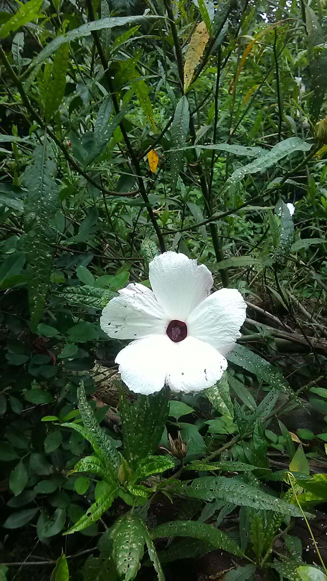Read more about the article Hibiscus heterophyllus