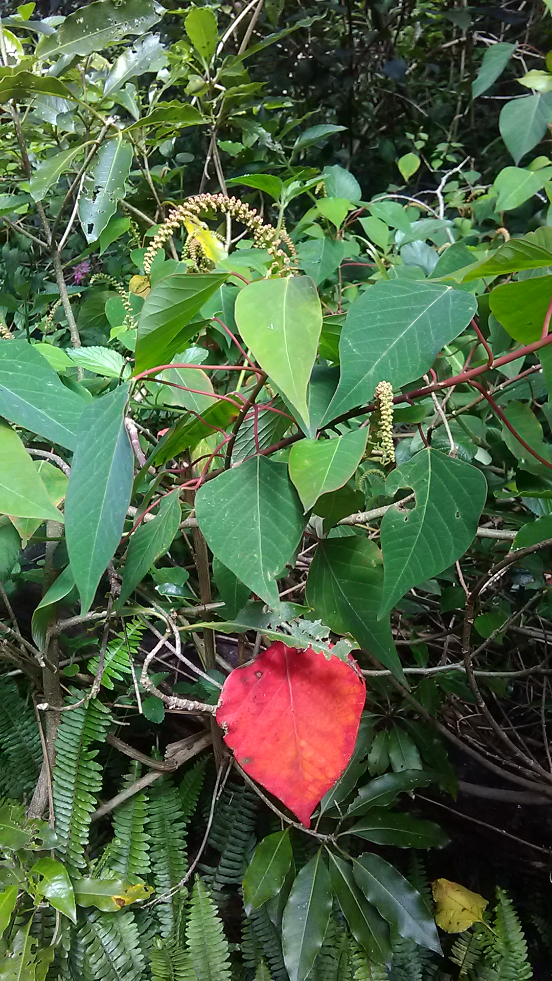 Read more about the article Homalanthus populifolius