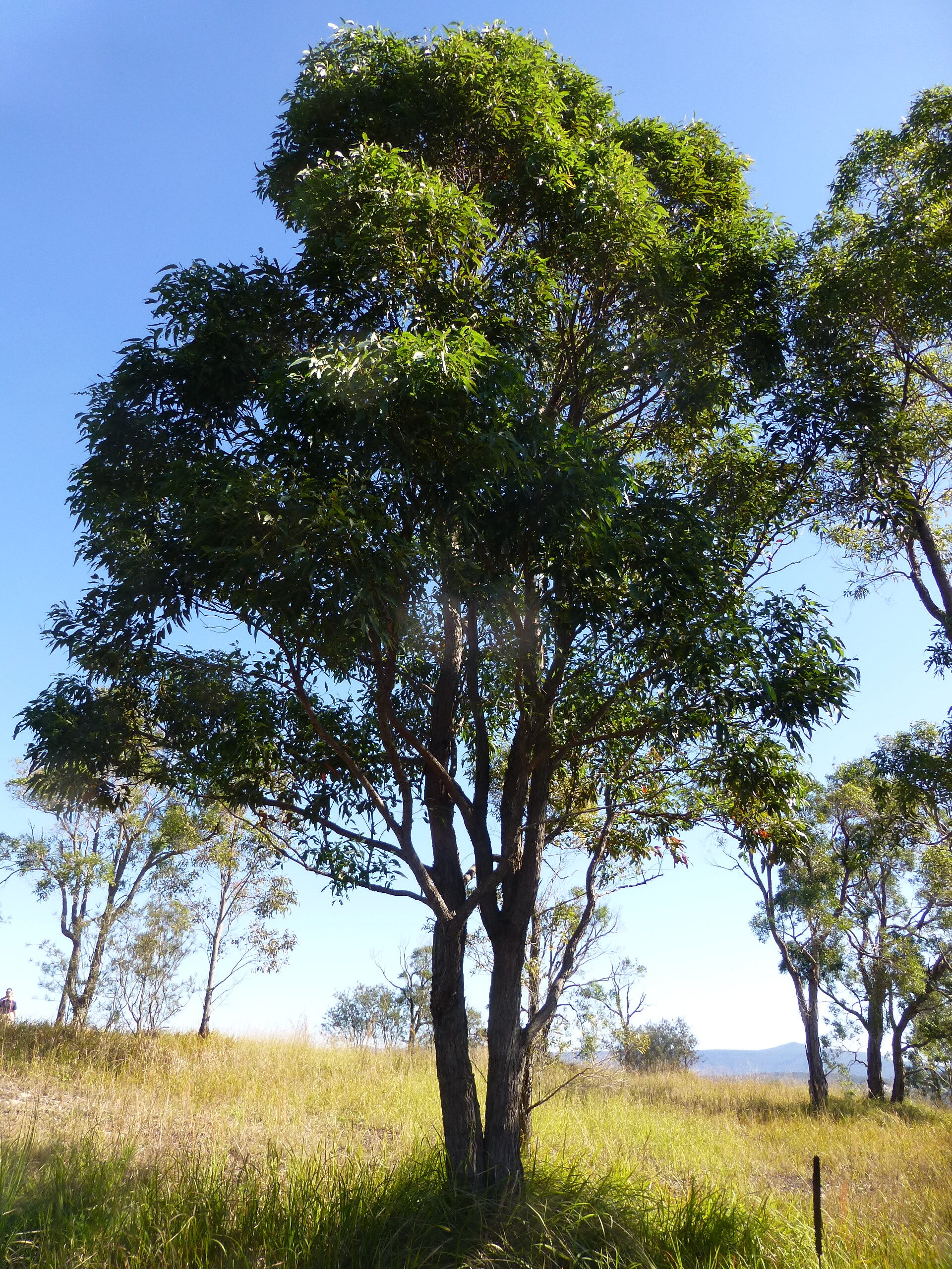 Read more about the article Angophora inopina