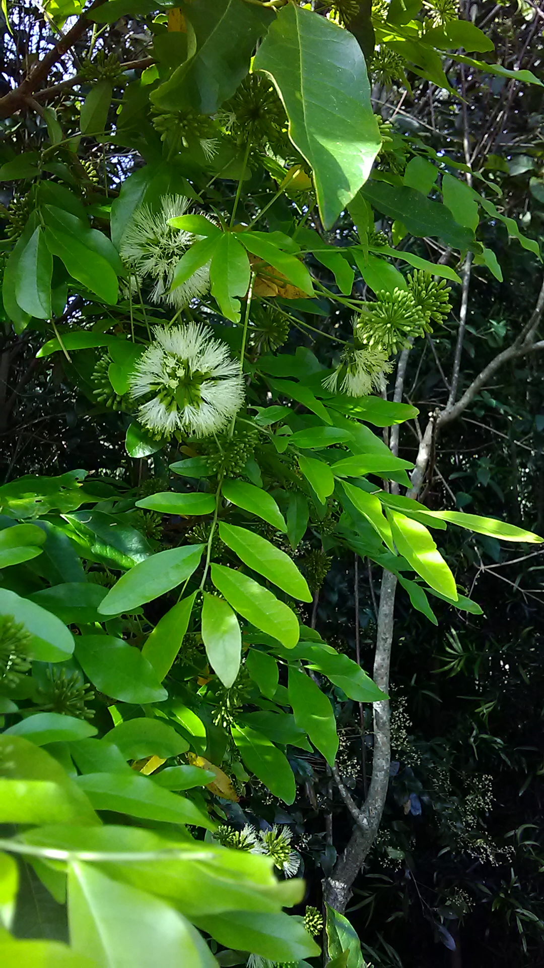Read more about the article Pararchidendron pruinosum