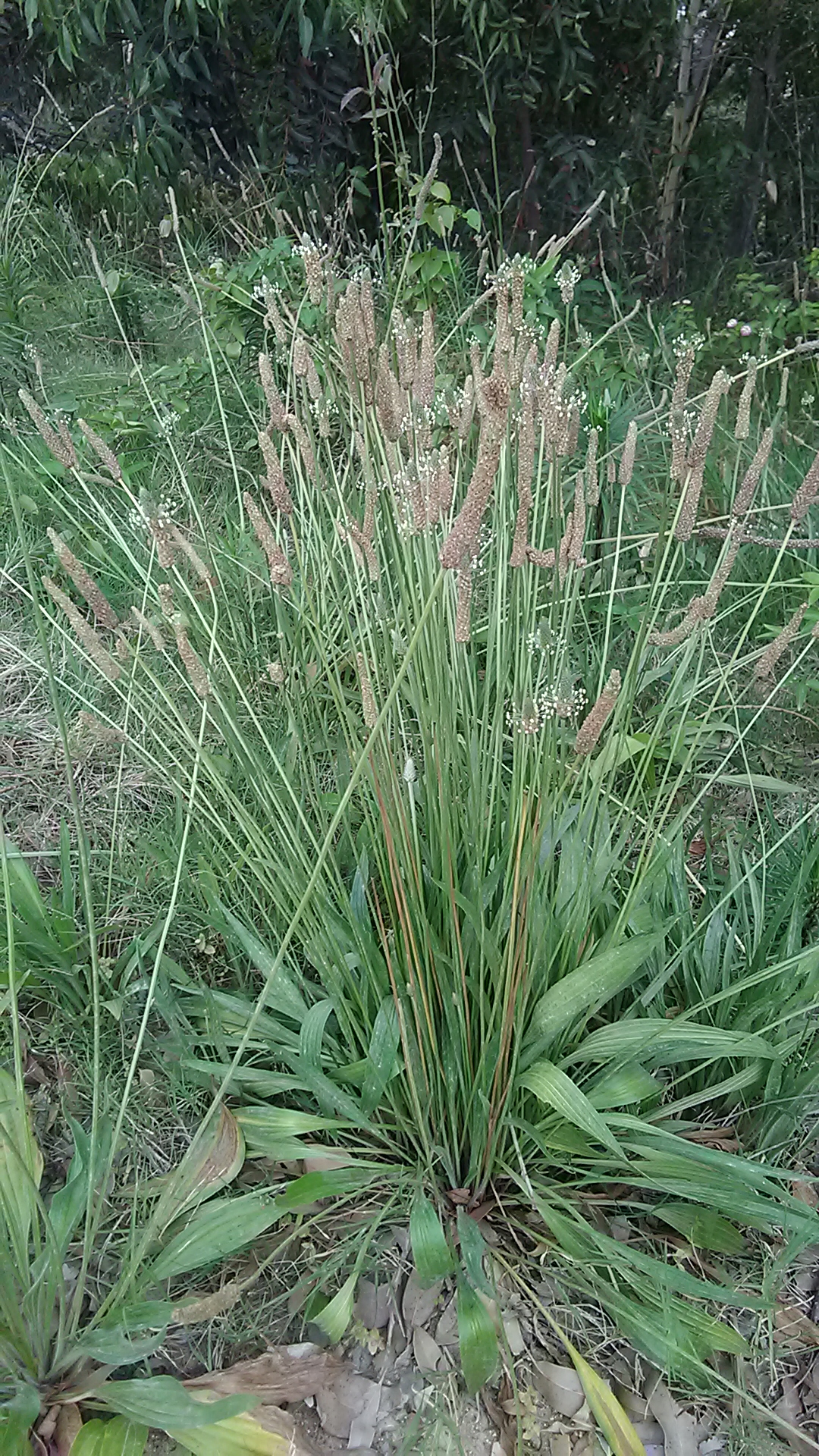 Read more about the article Plantago lanceolata*
