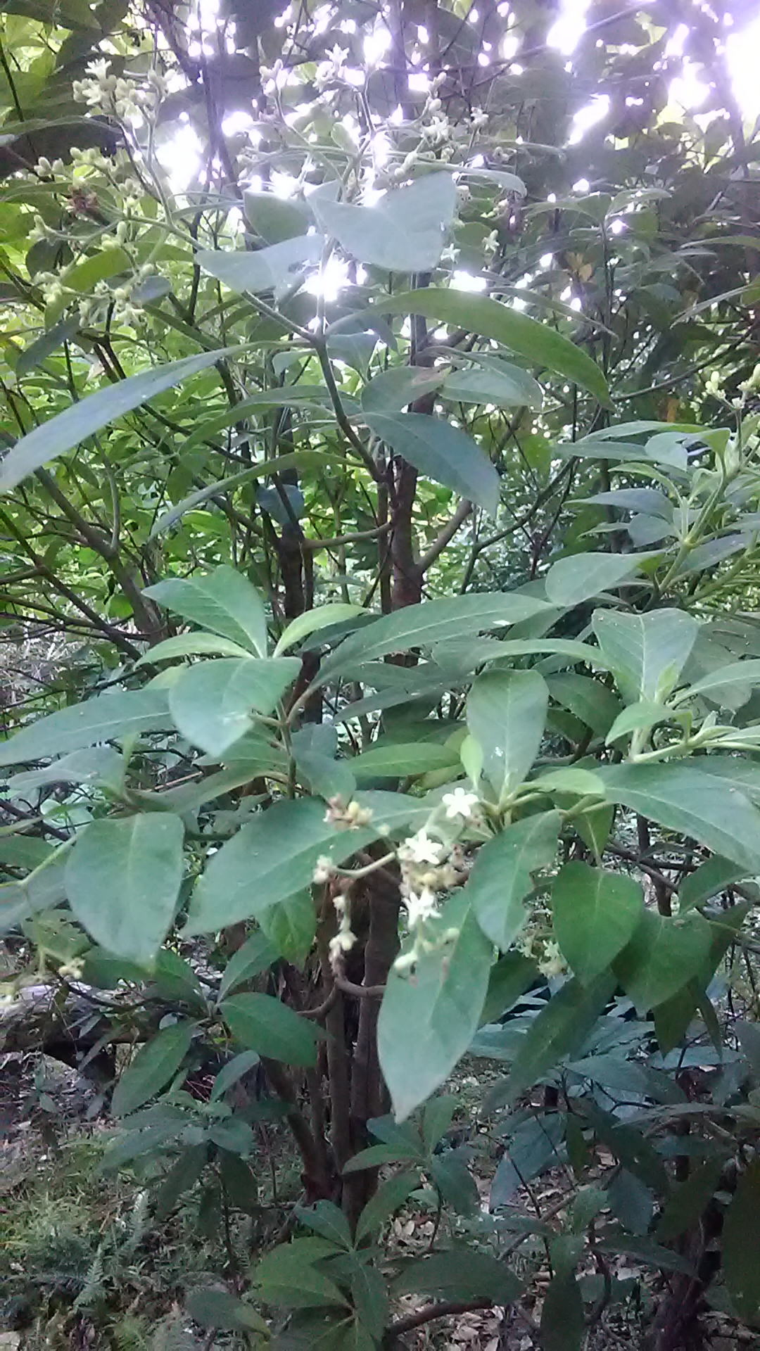 Read more about the article Psychotria loniceroides
