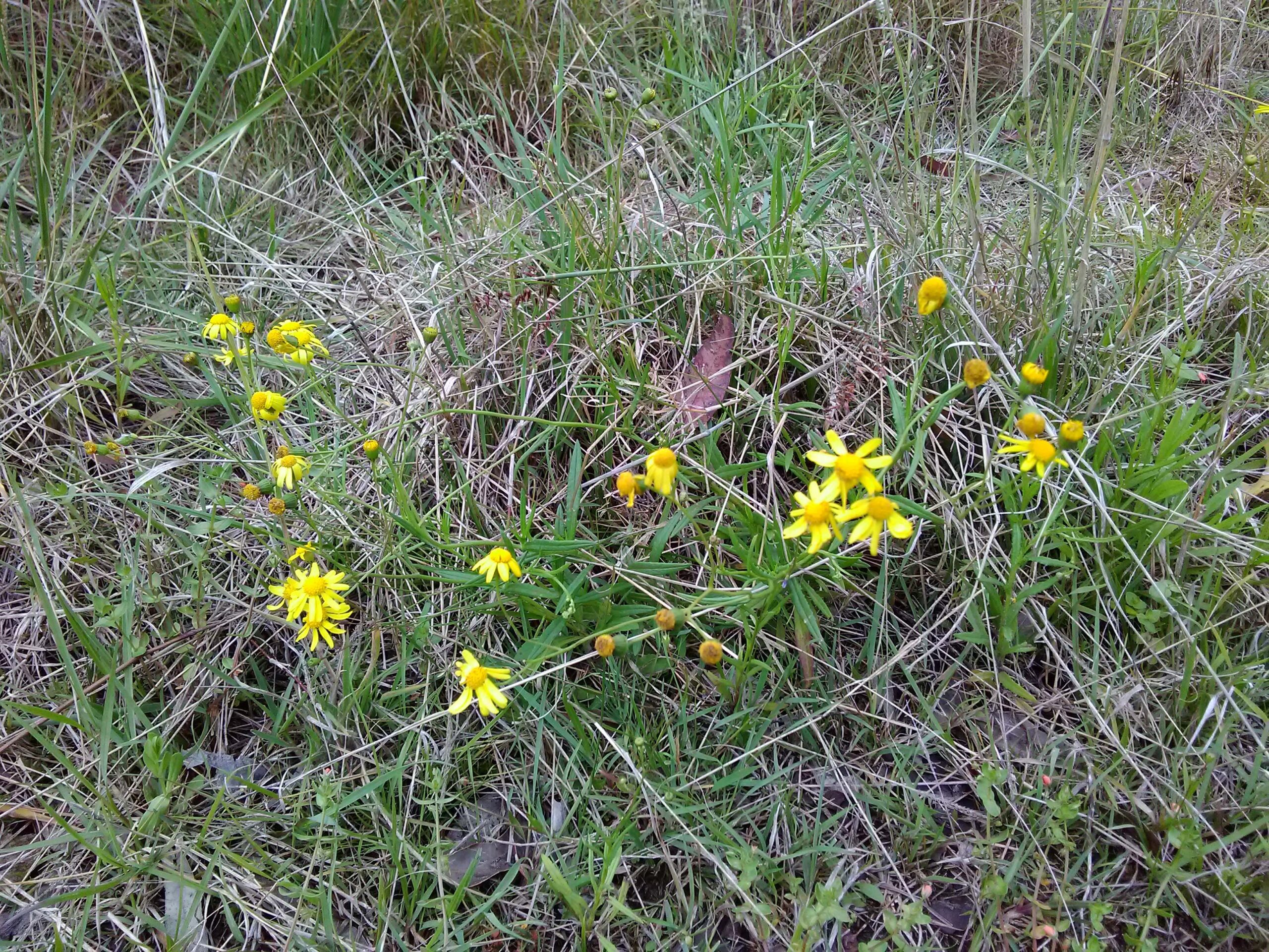 Read more about the article Senecio madagascariensis*