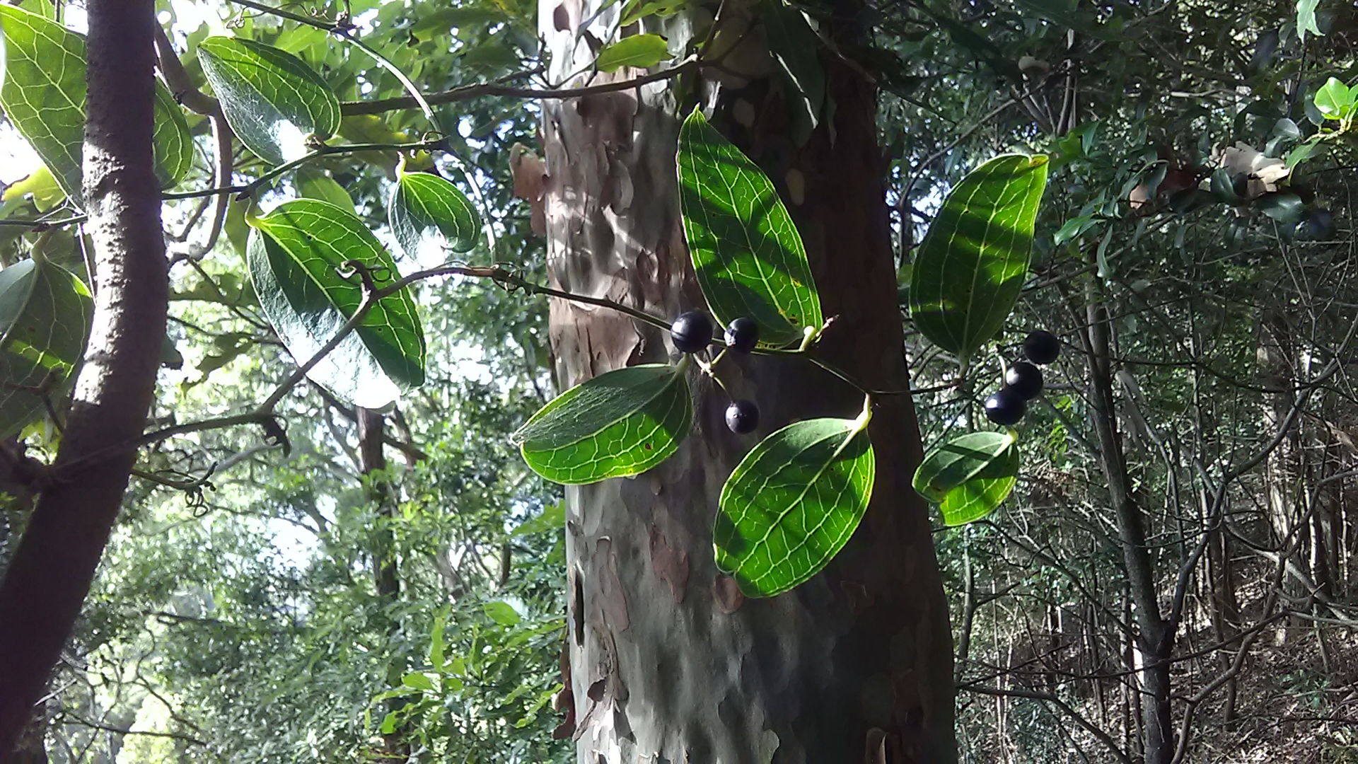 Read more about the article Smilax australis