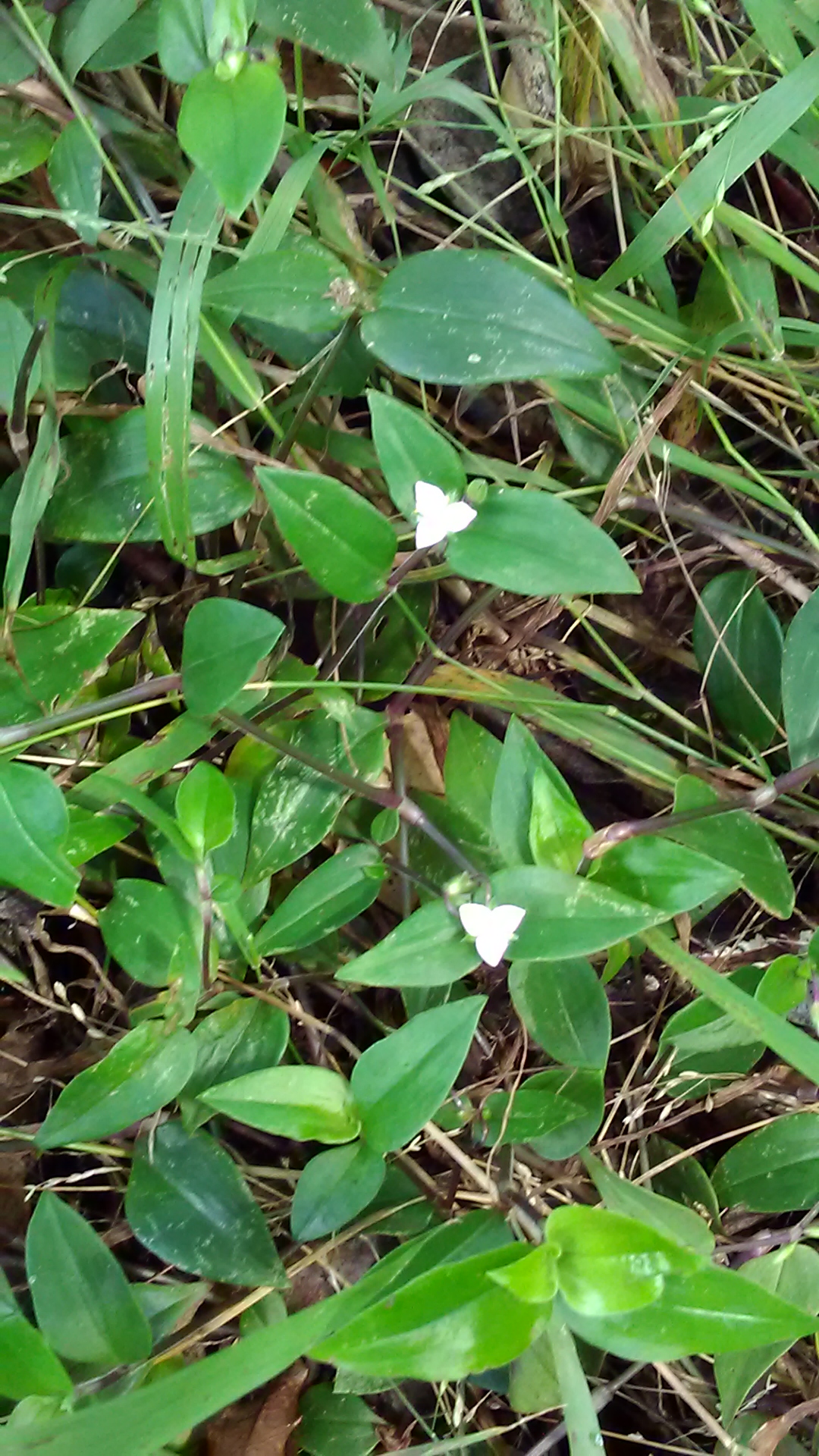 Read more about the article Tradescantia fluminensis*