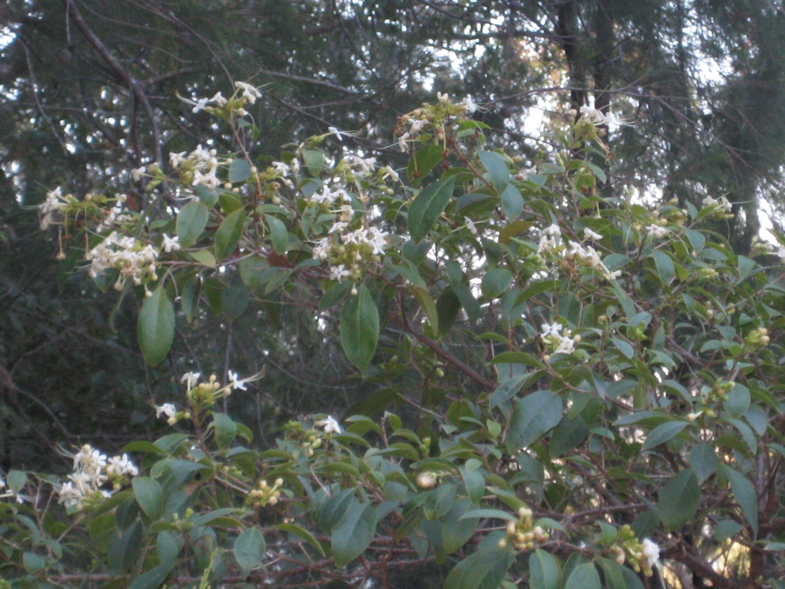 Read more about the article Clerodendrum tomentosum
